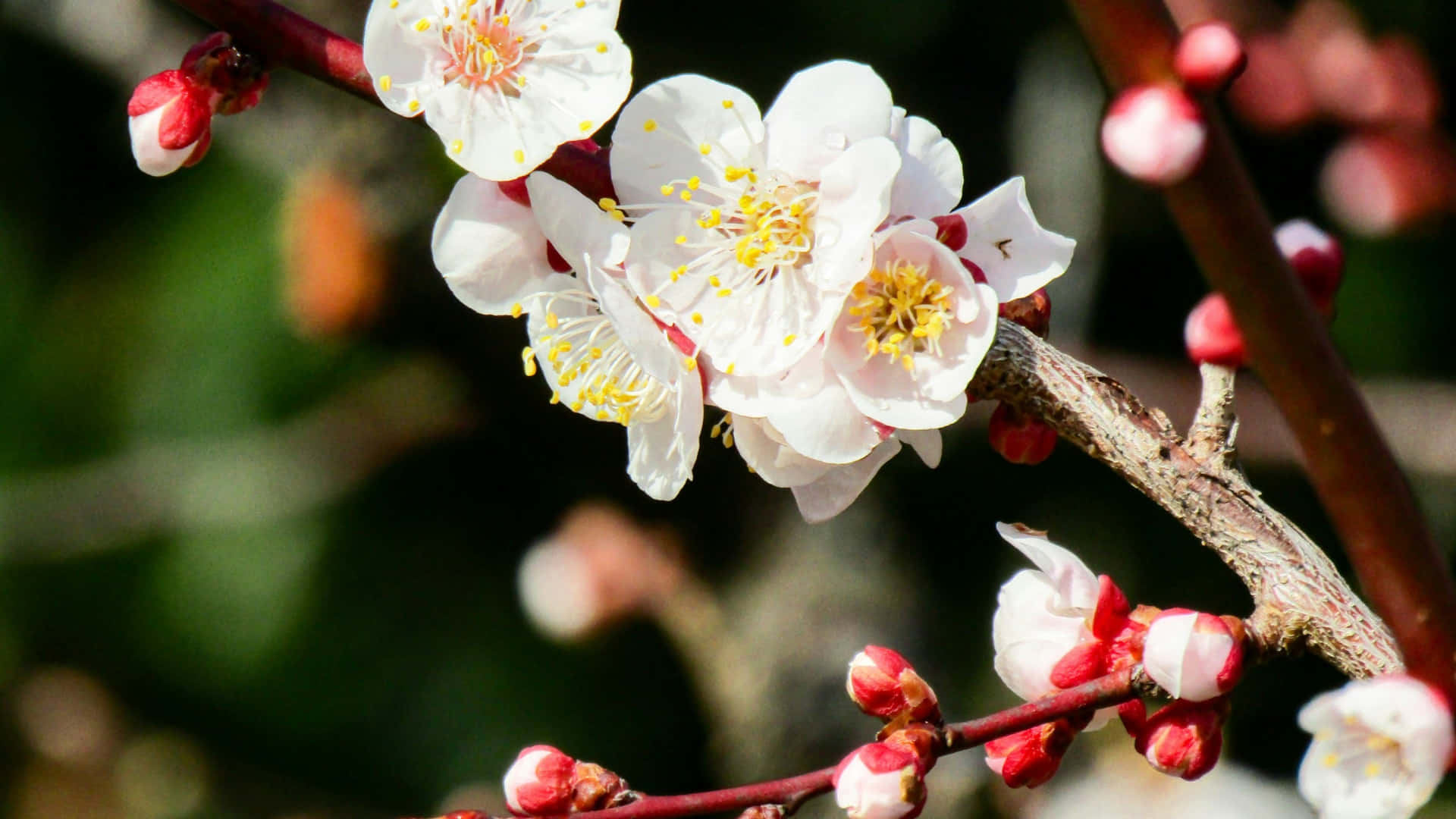 plum blossoms, spring, white blossoms, Full HD Desktop Wallpaper