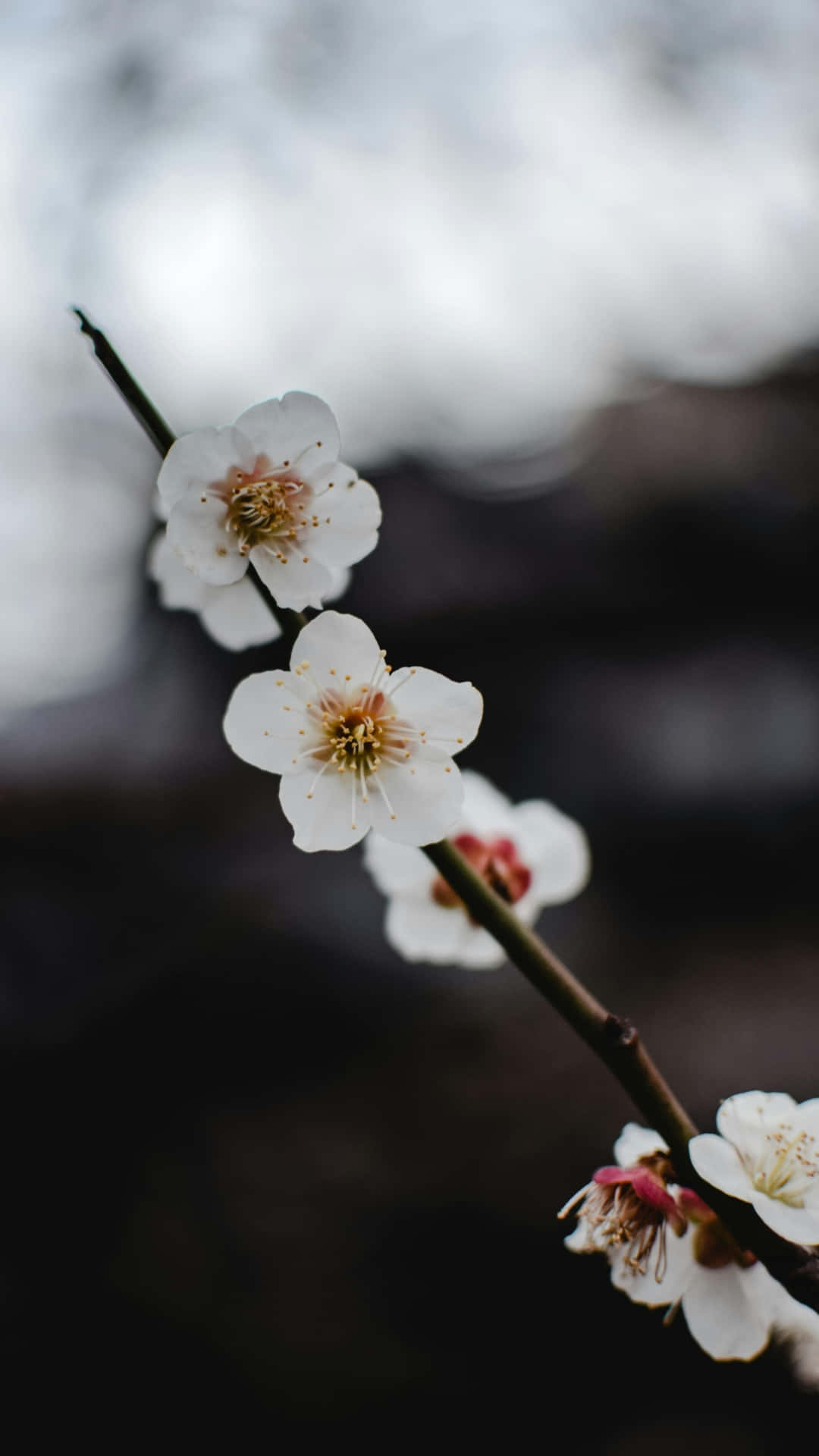delicate white plum blossoms, pink centers, slender branch, Full HD Phone Wallpaper