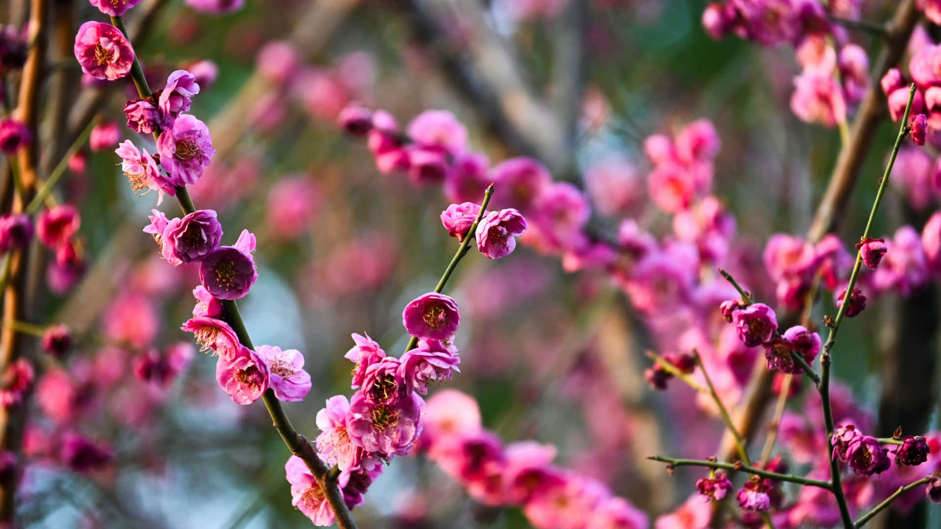 vibrant plum blossoms, pink plum blossoms, slender branches, Full HD Desktop Wallpaper