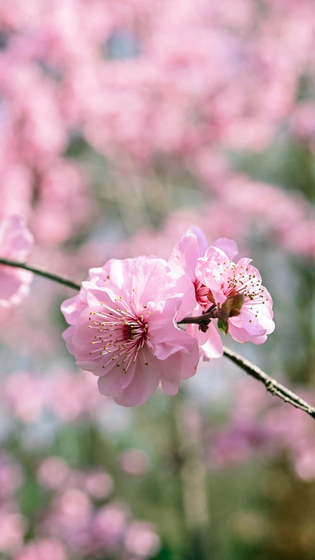 delicate pink plum blossoms, soft pink cherry blossoms, slender branch, Full HD Phone Wallpaper