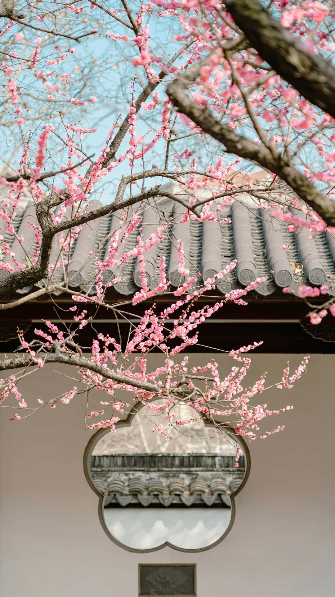 plum blossoms, traditional tiled roof, scalloped window frame, Full HD Phone Wallpaper