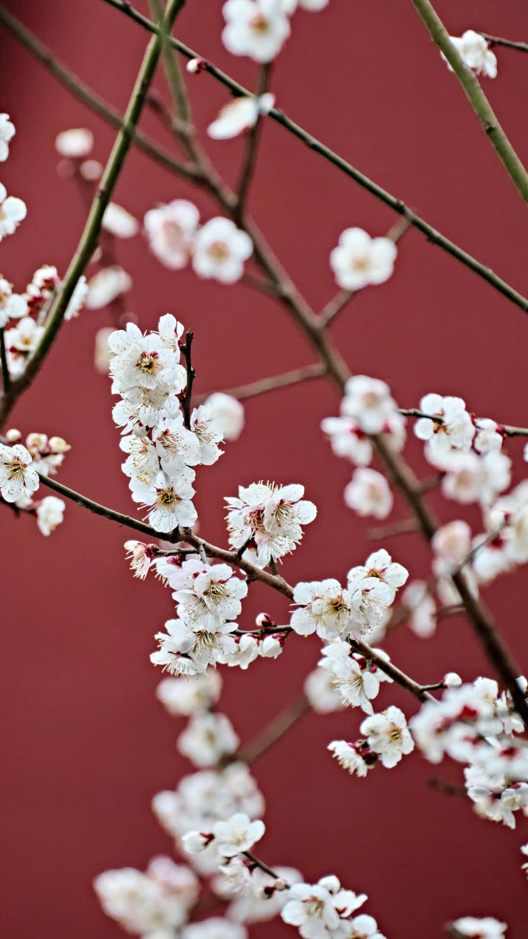 delicate white plum blossoms, slender branches, rich crimson background, Full HD Phone Wallpaper