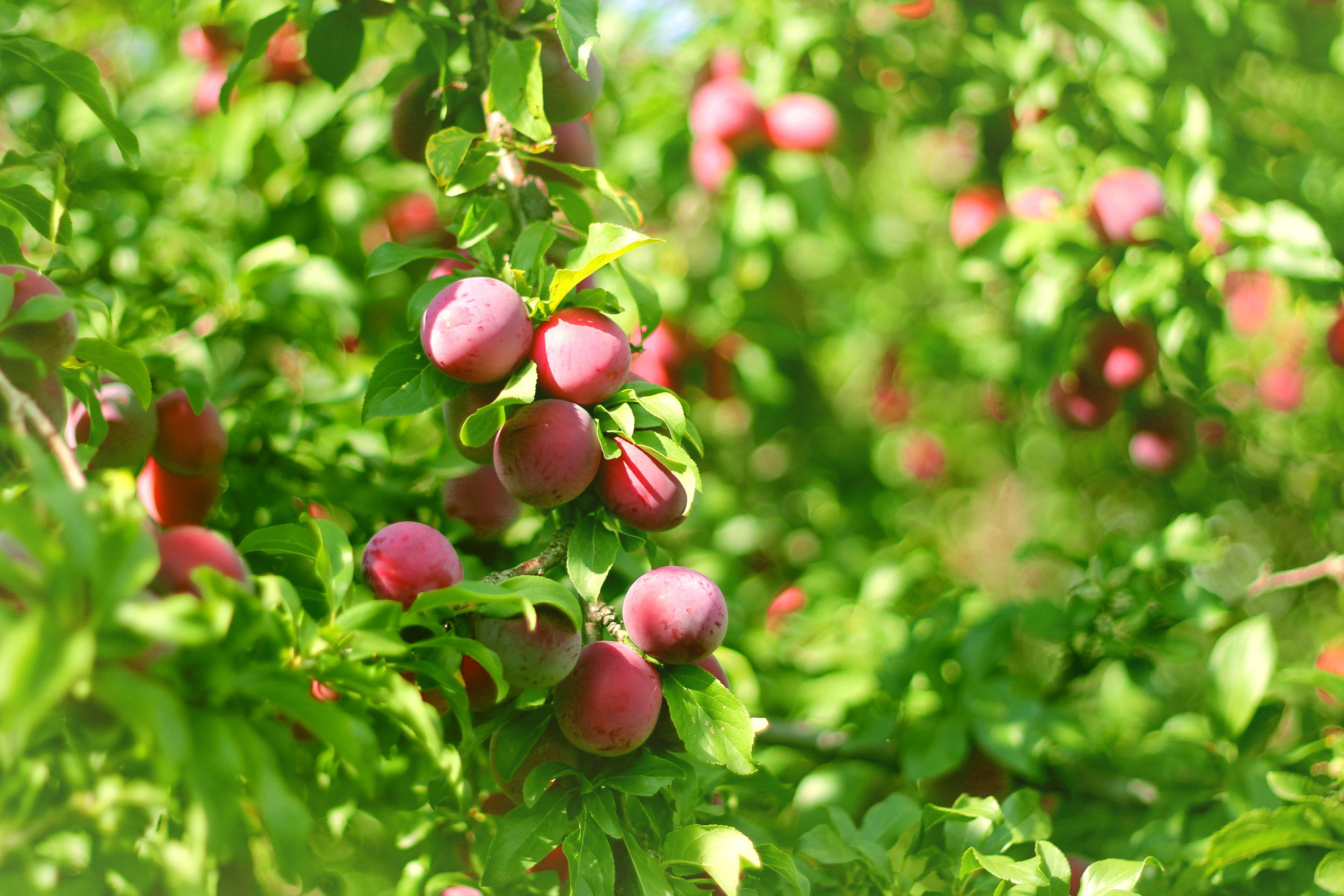 plum fruits, tree, sunlit branch, 2K Desktop Wallpaper