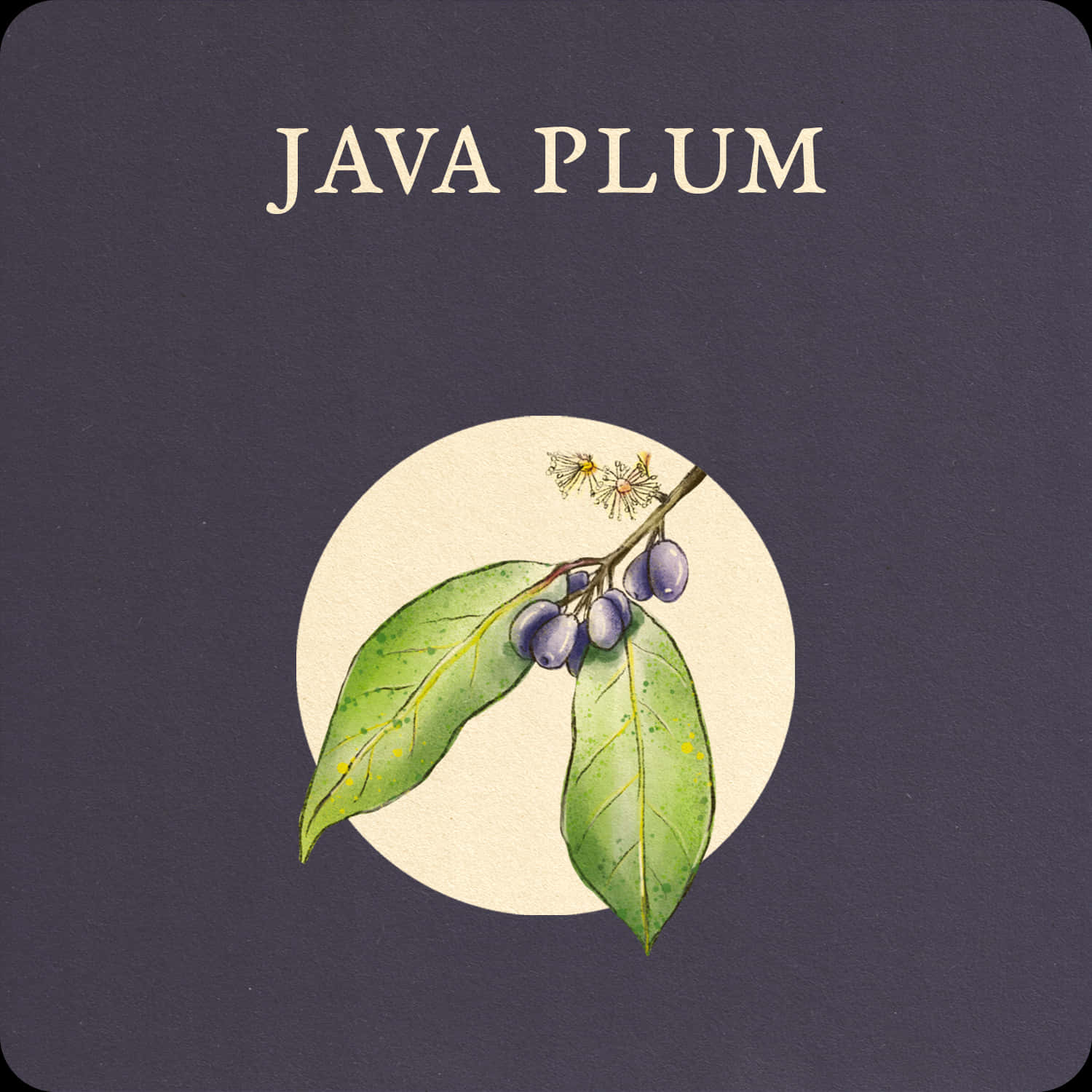 Java Plums Branch Monograph Design, java plum branch, green leaves, HD Desktop Wallpaper