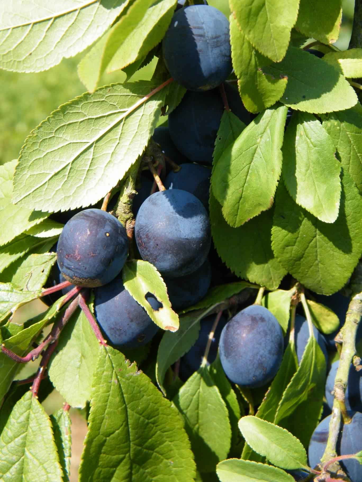 damson plums, tree, dark purple, HD Phone Wallpaper