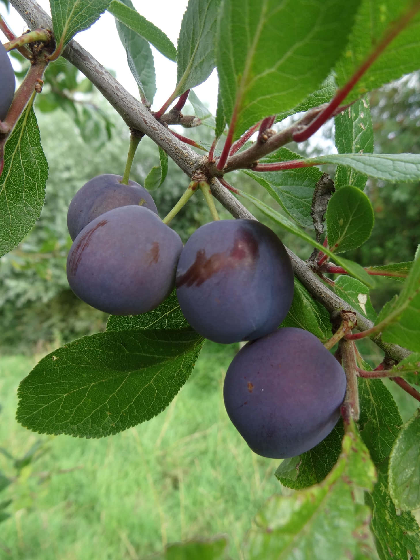 damson plums, overgrown garden, ripe purple plums, Full HD Phone Wallpaper