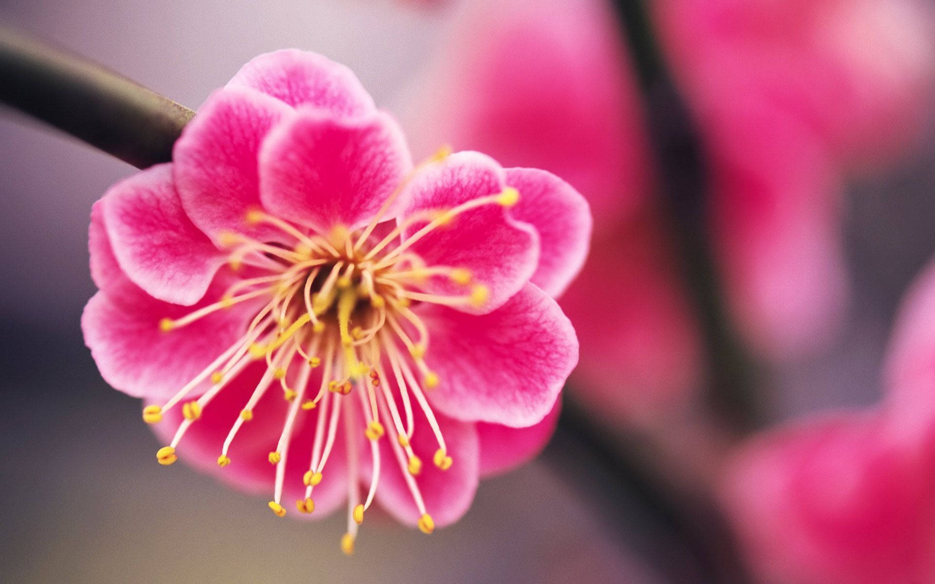 pink plum blossom flowers, vibrant pink, delicate petals, Full HD Desktop Wallpaper