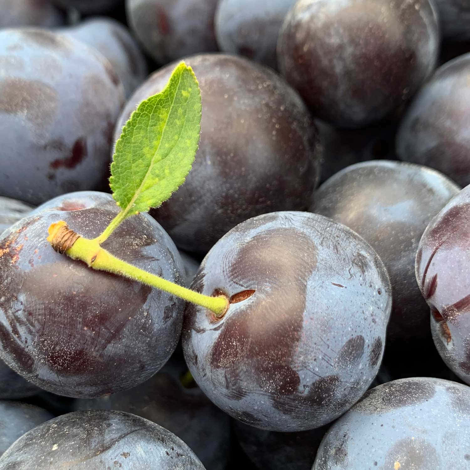 damson plums, dark purple, vibrant green leaf, HD Desktop Wallpaper