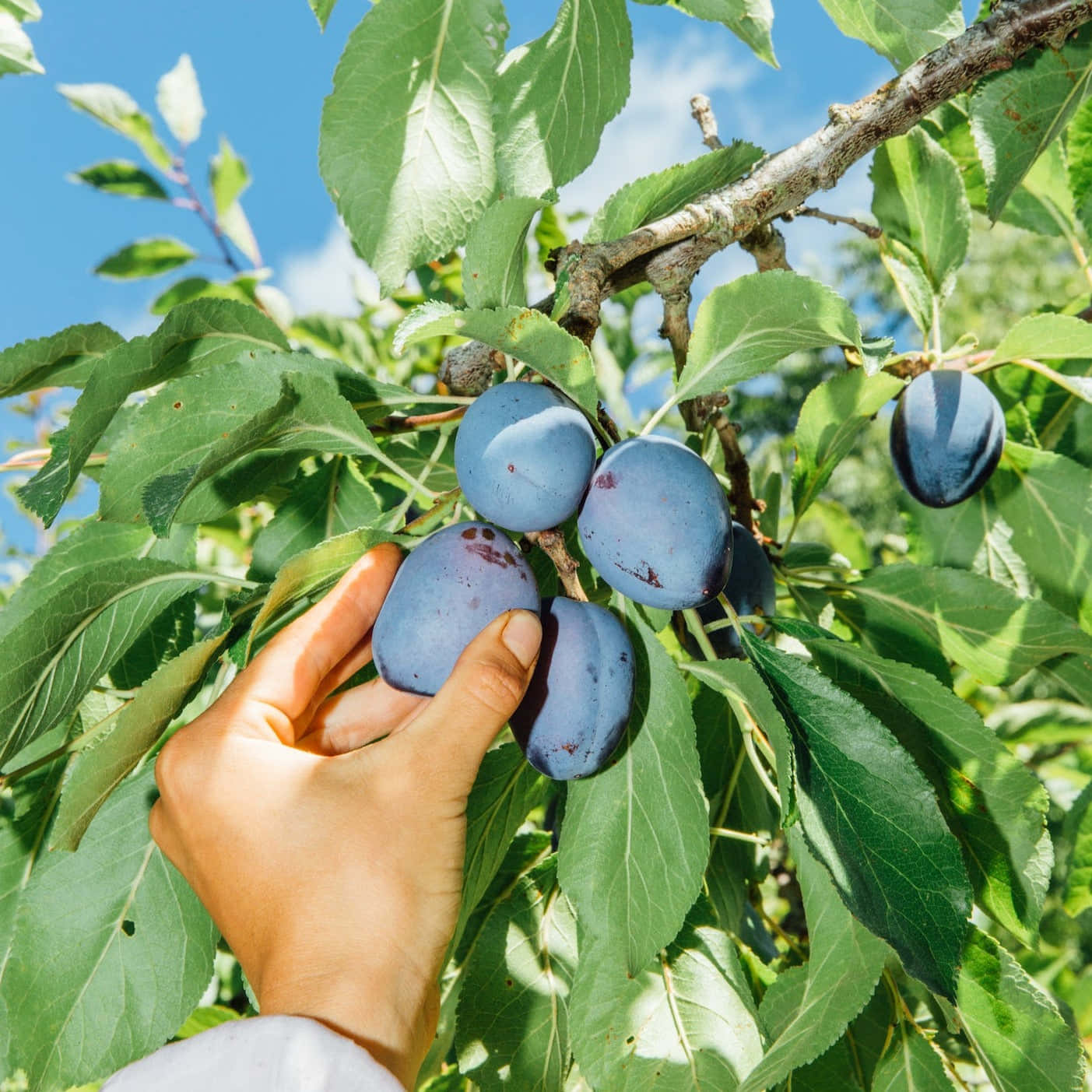 damson plums, ripe purple plum, sunlit tree branch, HD Desktop Wallpaper