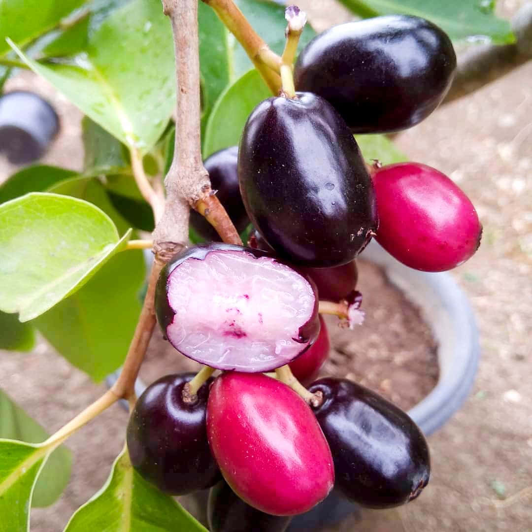 jabuticaba, purple, pink, SD Desktop Wallpaper