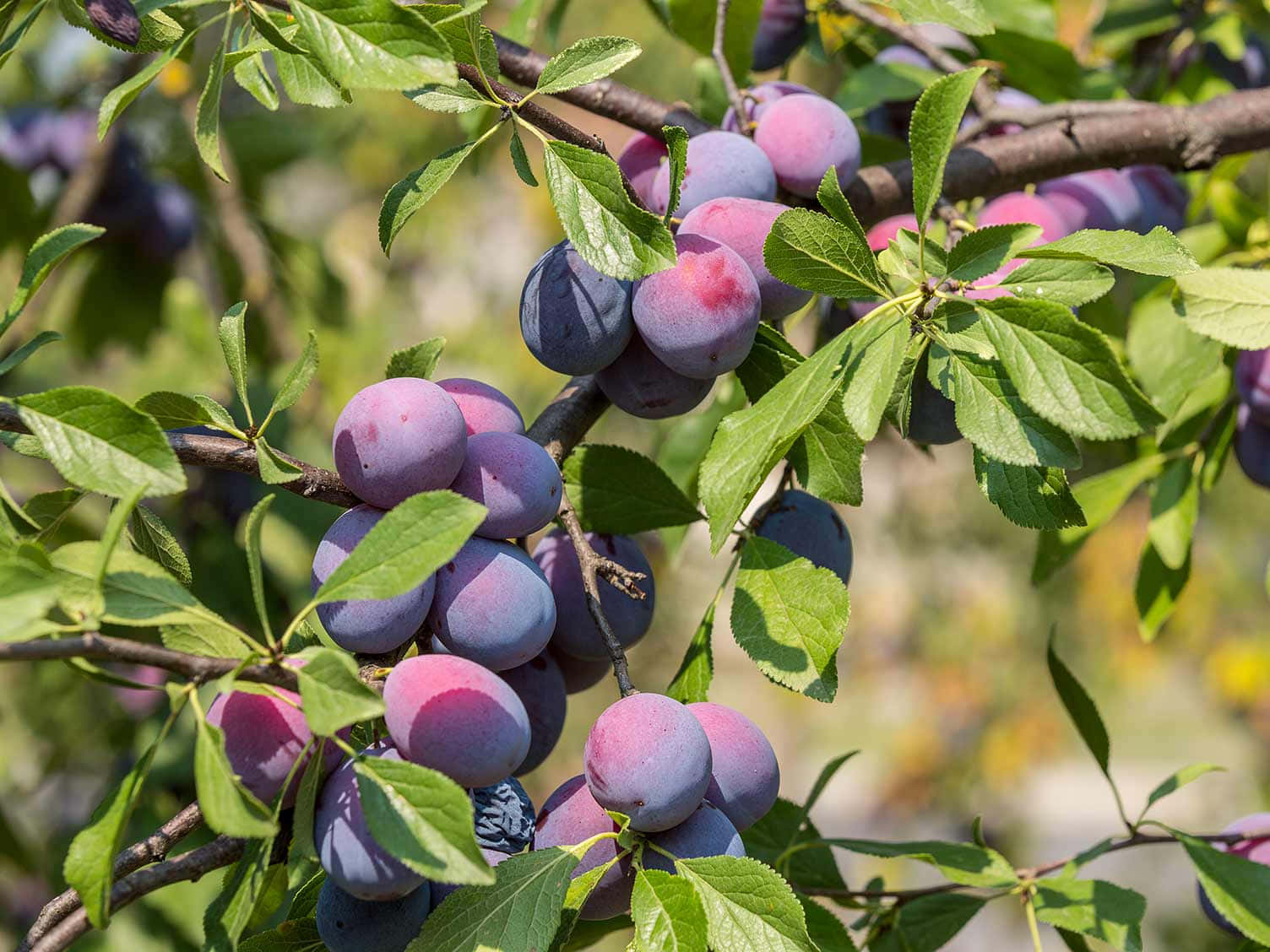 damson plums, branch, sunlit, HD Desktop Wallpaper
