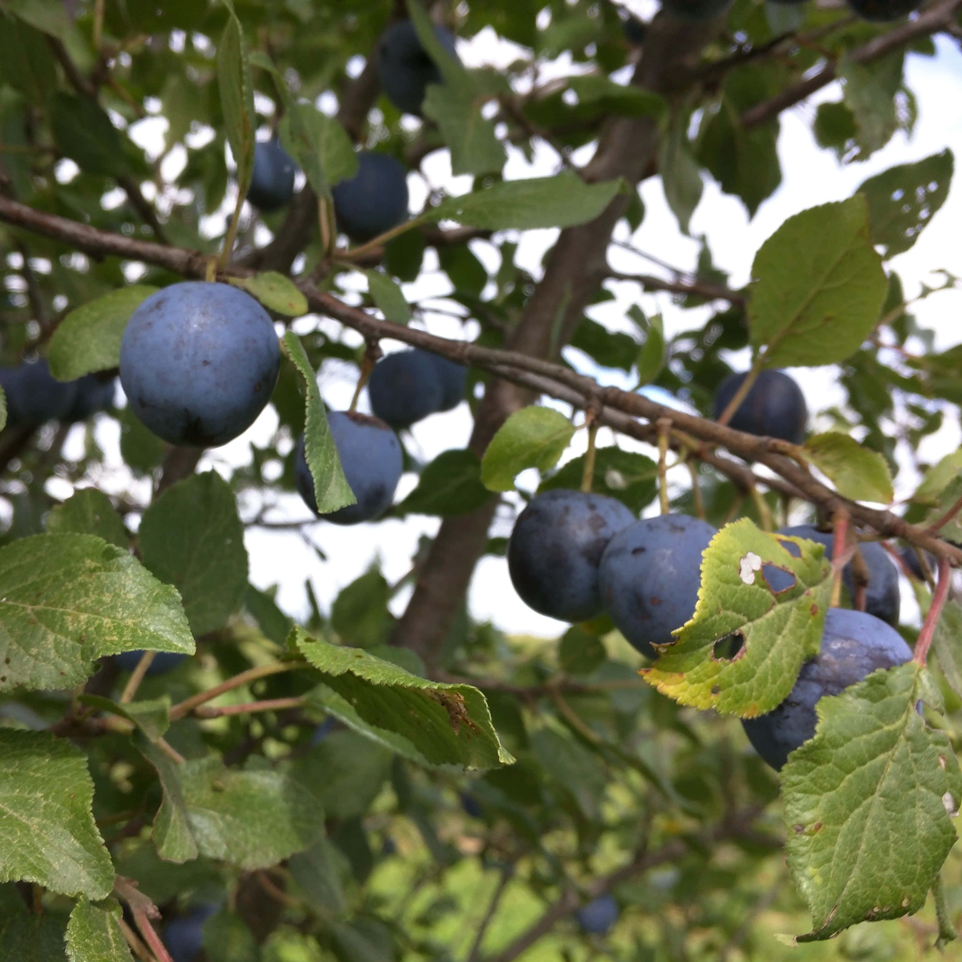 damson plums, green leaf, tree branch, 2K Desktop Wallpaper