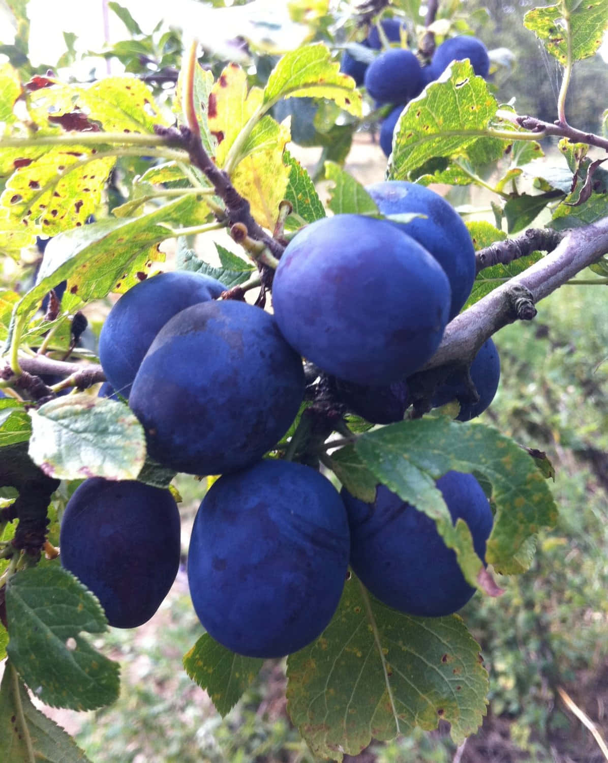 damson plums, dark blue, tree branch, HD Phone Wallpaper