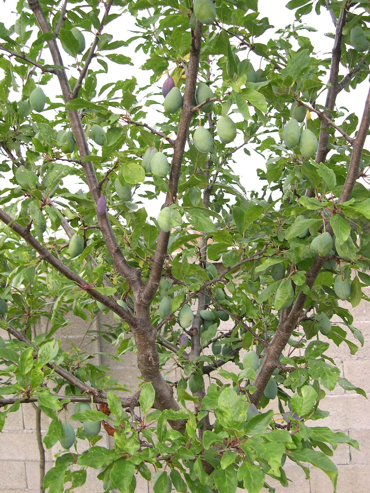 damson plum, green unripe damson plum fruits, plum tree, HD Phone Wallpaper