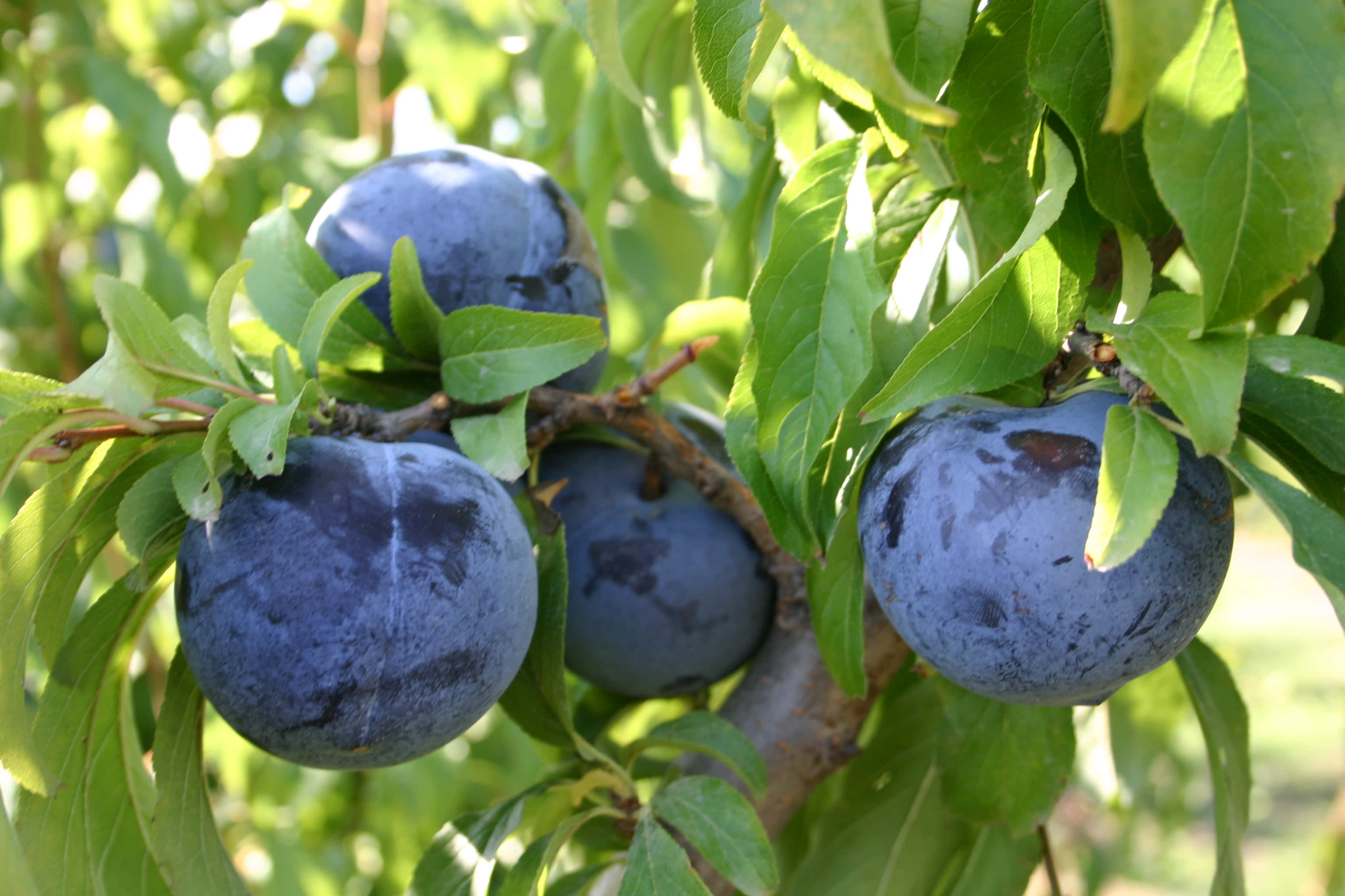 damson plum, dark purple, sunlit tree branch, 2K Desktop Wallpaper