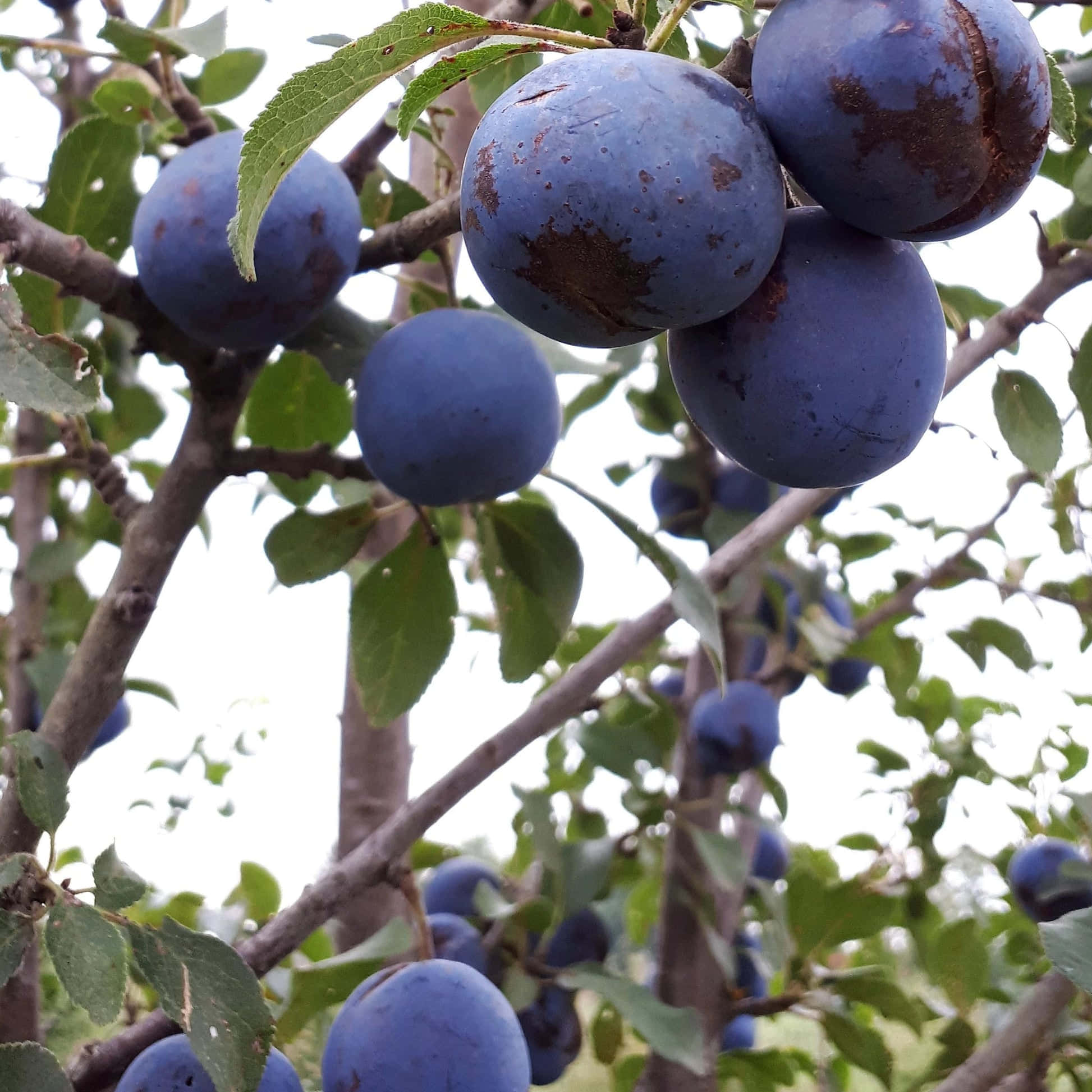 ripe purple damson plums, browning, tree branch, Full HD Desktop Wallpaper