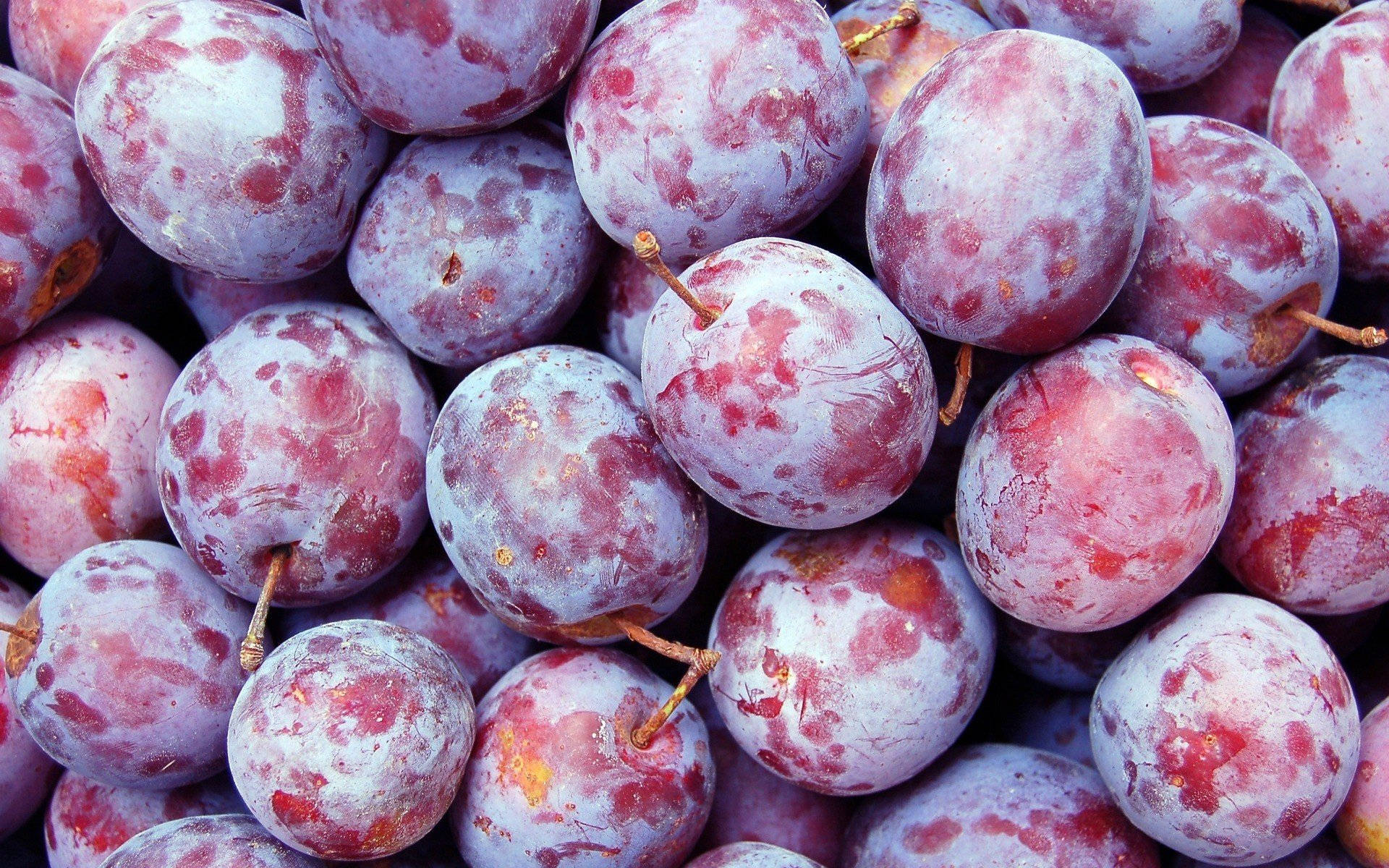 plum fruits, waxy skins, purple plums, Full HD Desktop Wallpaper
