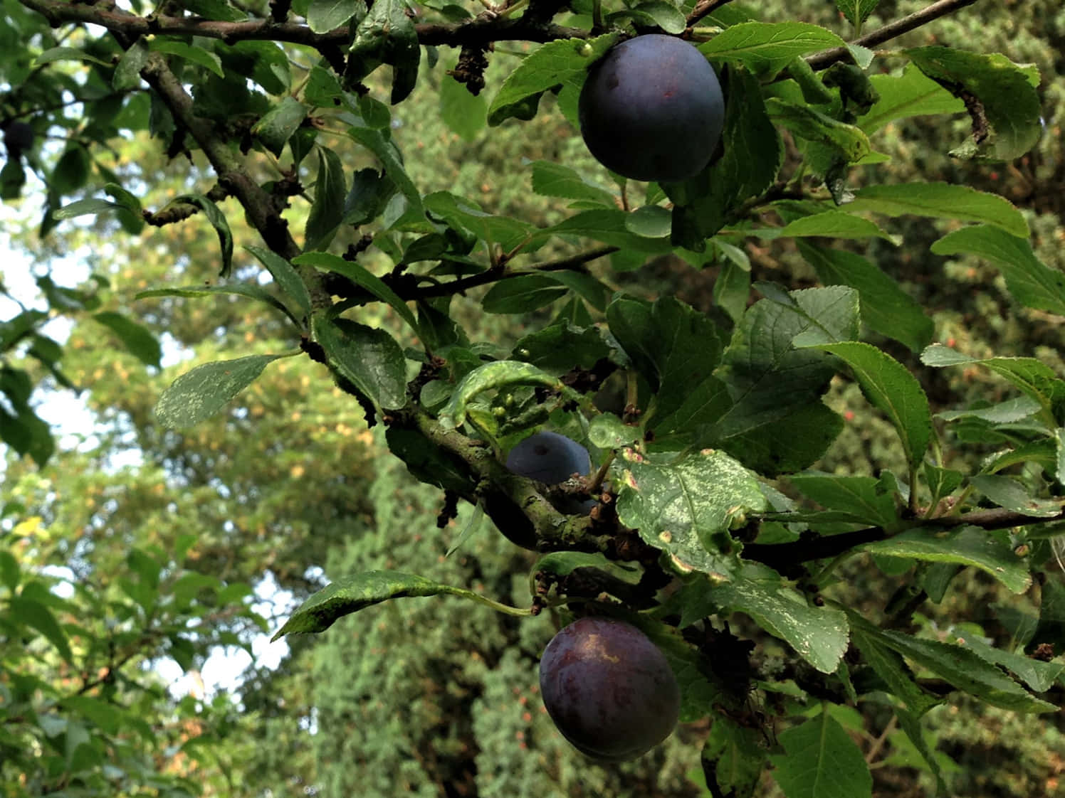 sparse dark purple damson plums, ripe purple plums, leafy branch, HD Desktop Wallpaper