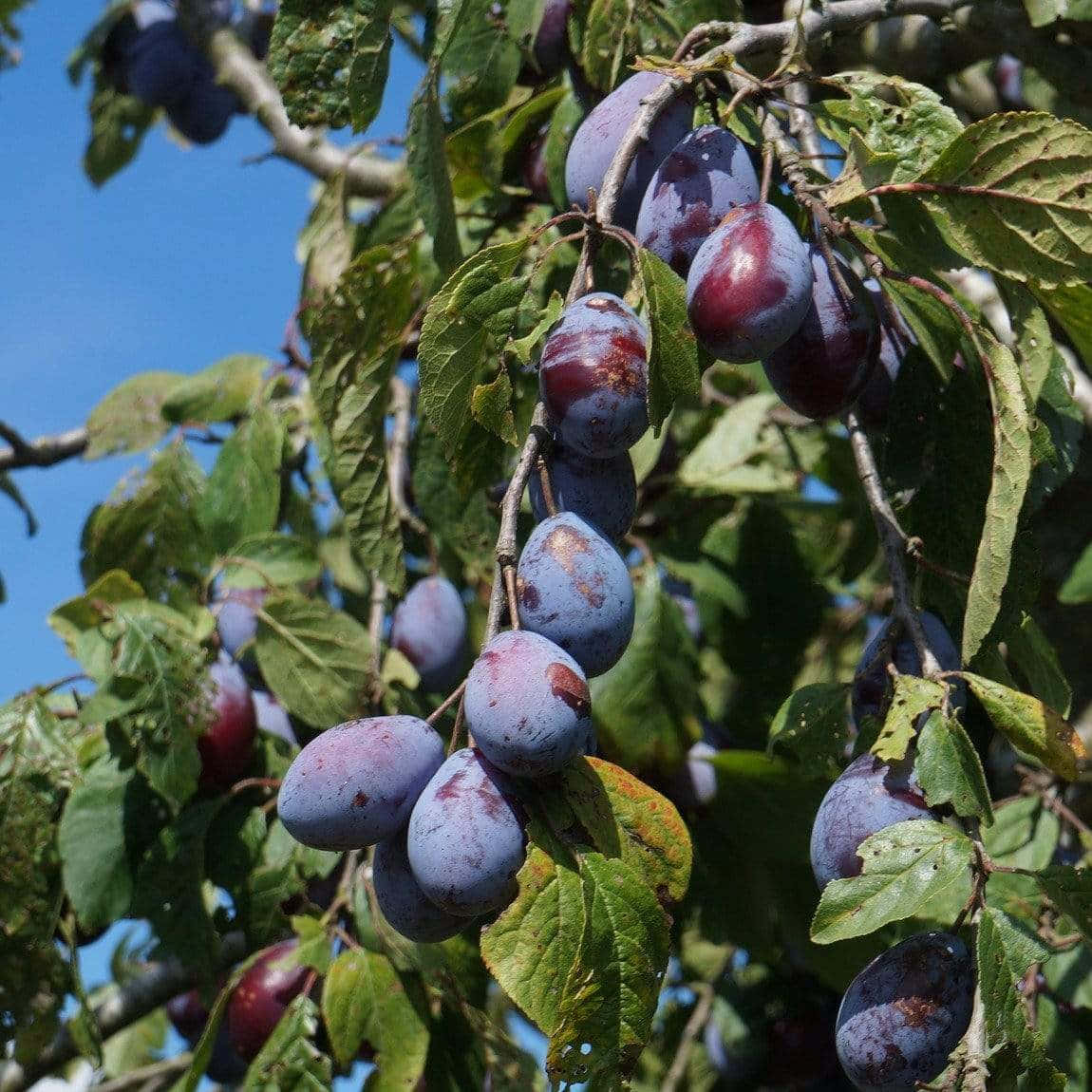 damson plums, bloom, sunlit branch, SD Desktop Wallpaper