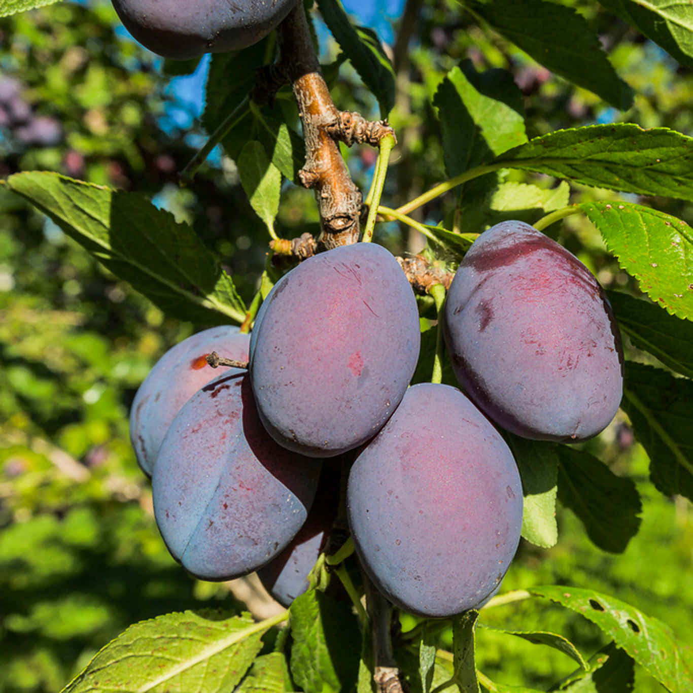 damson plums, sunlit branch, vibrant green leaves, HD Desktop Wallpaper