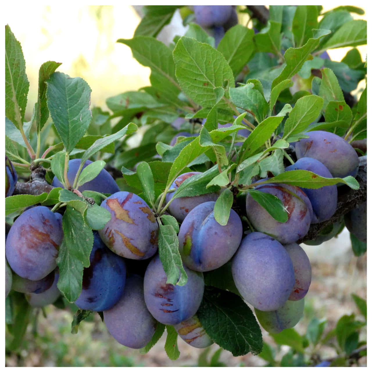 damson plums, leafy branch, soft sunlight, HD Desktop Wallpaper