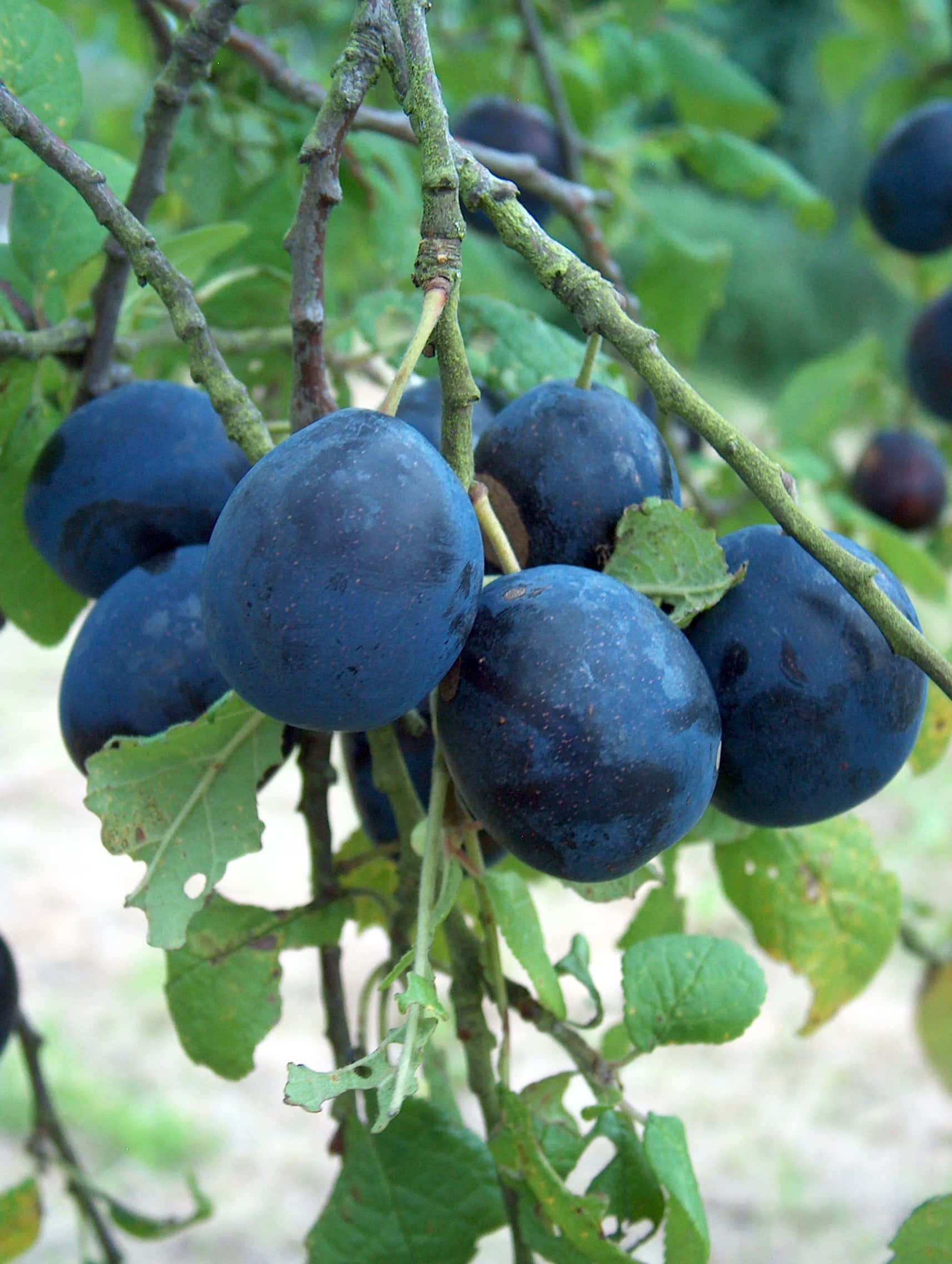 damson plums, dark blue plums, tree branch, Full HD Phone Wallpaper