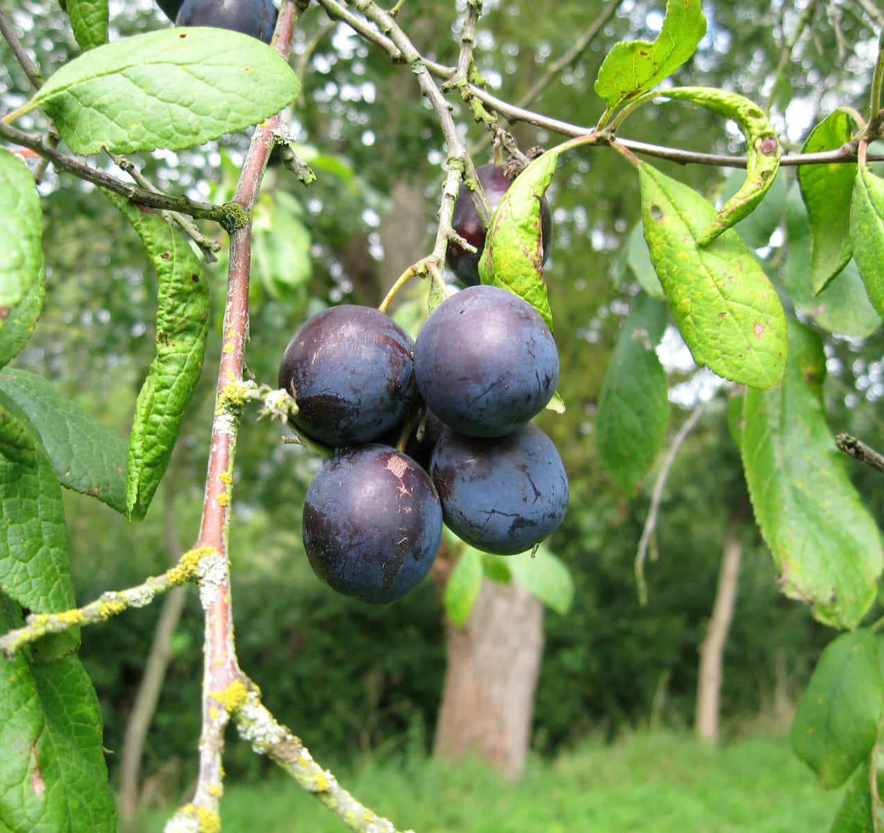 damson plums, deep purple, mossy branch, SD Desktop Wallpaper