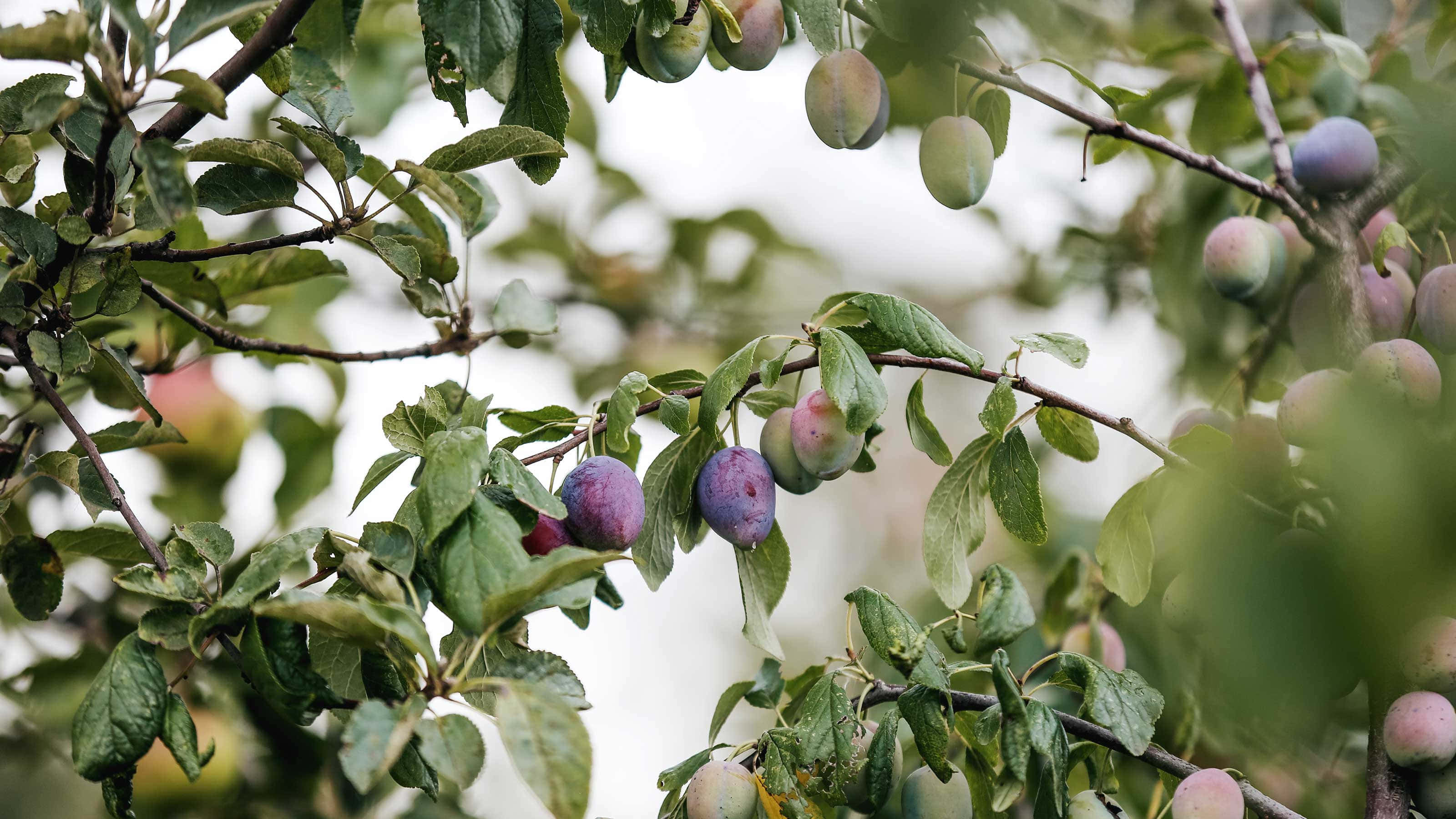 damson plums, tree branch, lush green leaves, 2K Desktop Wallpaper
