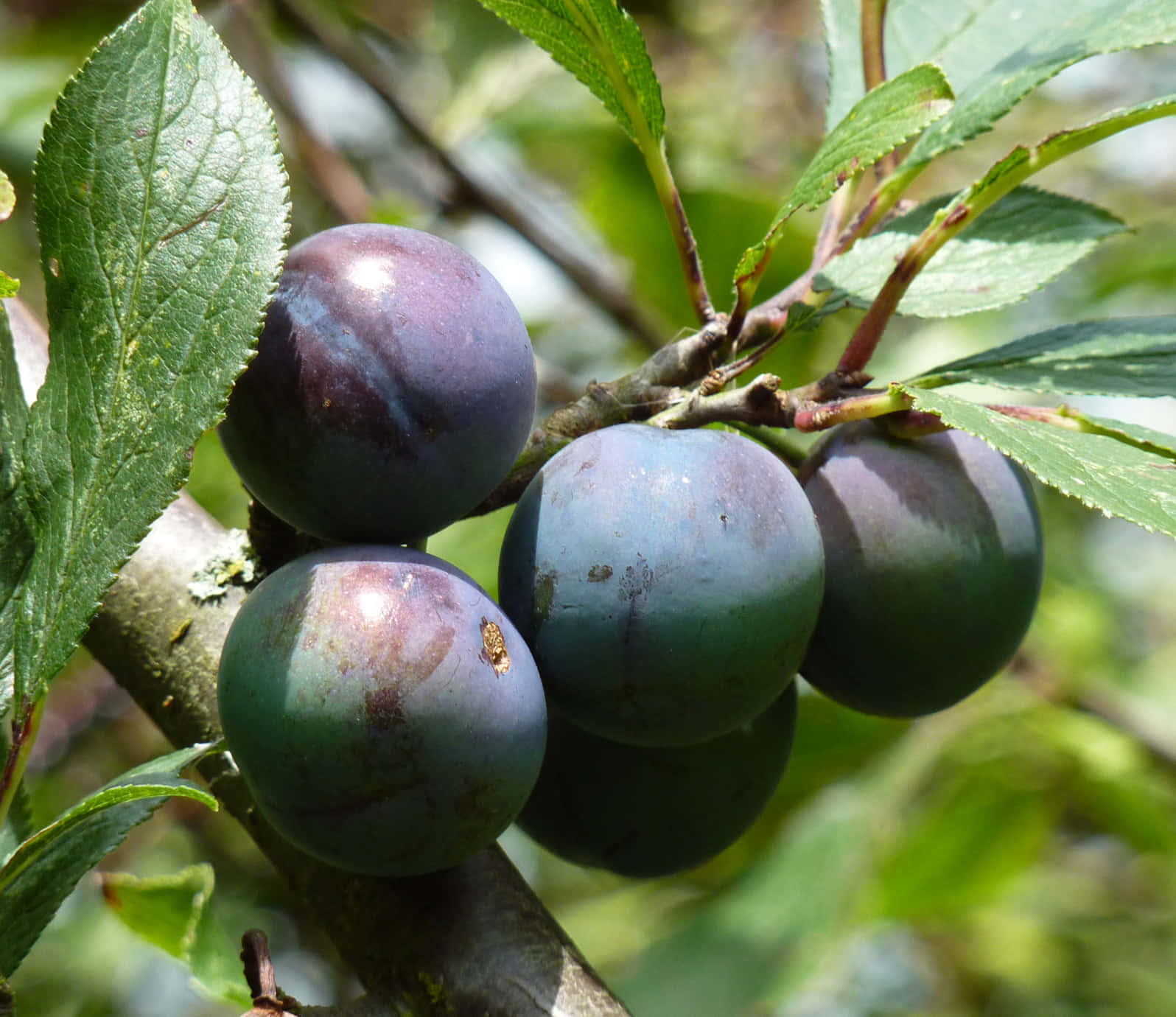 damson plums, branch, vibrant green leaves, HD Desktop Wallpaper