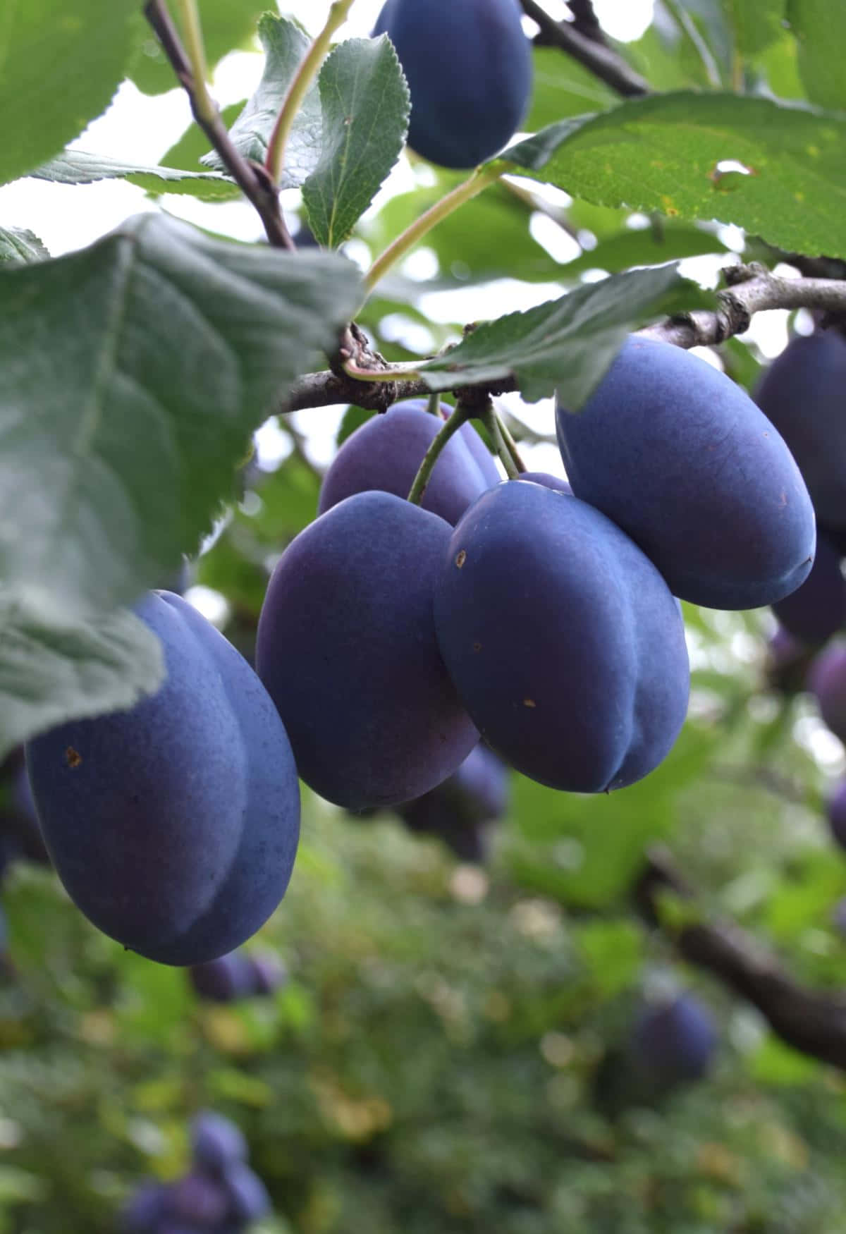 damson plums, branch, dark purple, HD Phone Wallpaper
