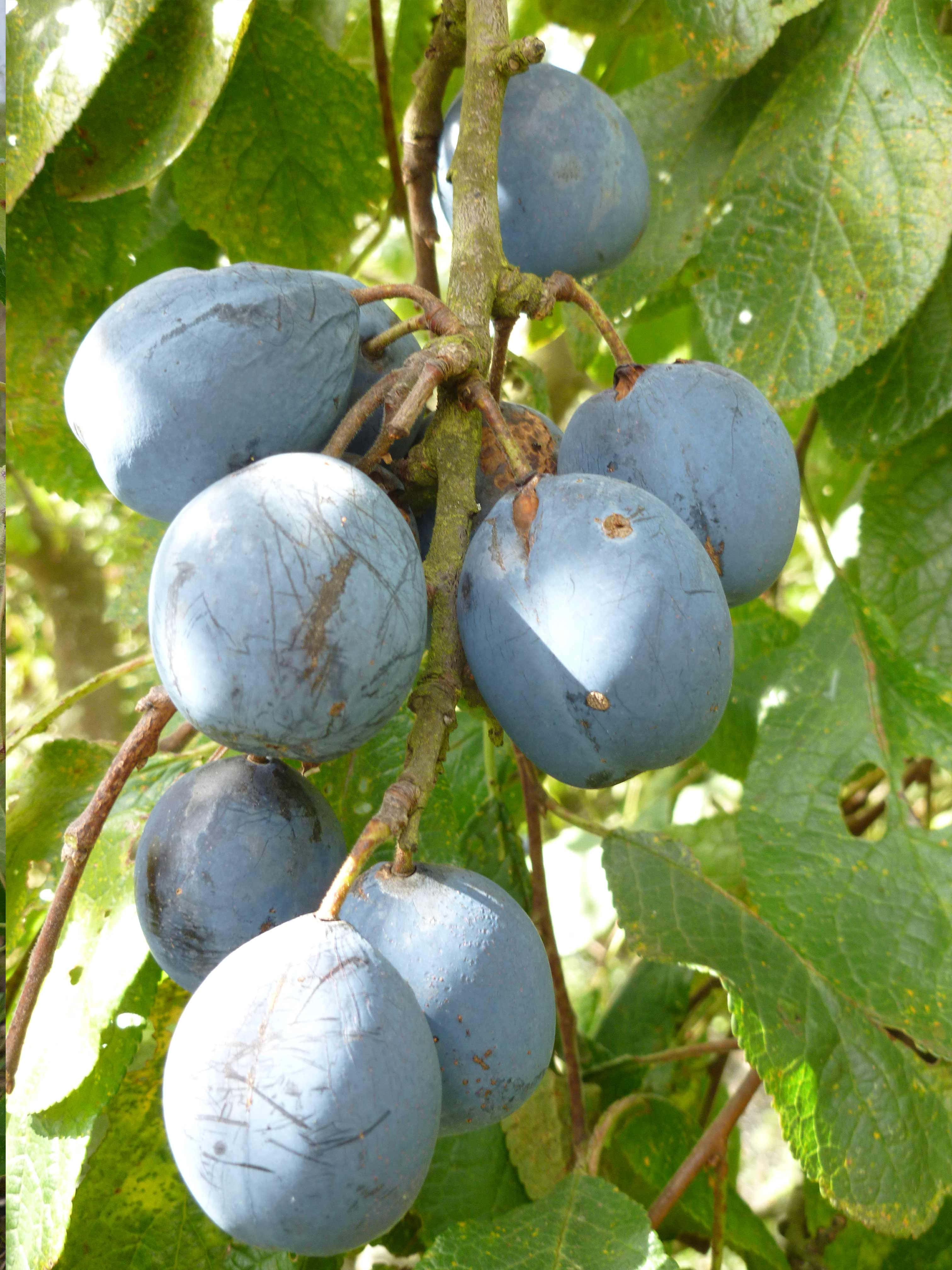 damson plum, blue plums, clustered on a branch, 4K Phone Wallpaper