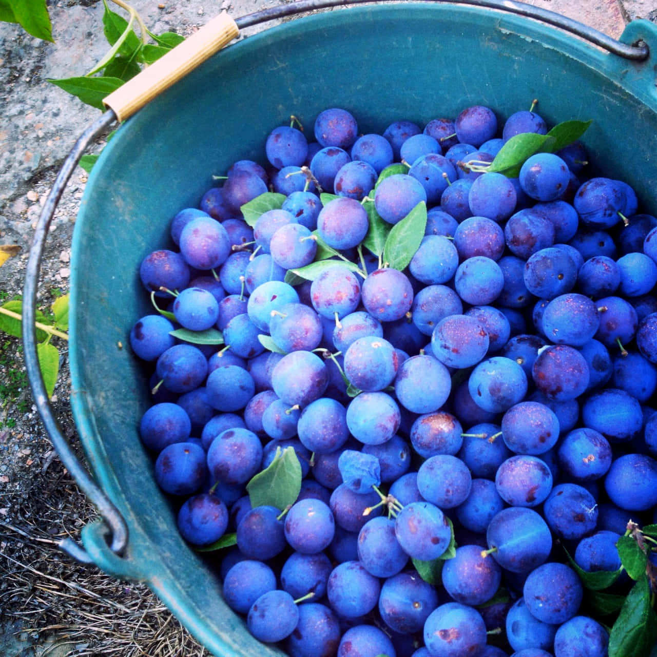 damson plums, teal bucket, gravelly earth, HD Desktop Wallpaper