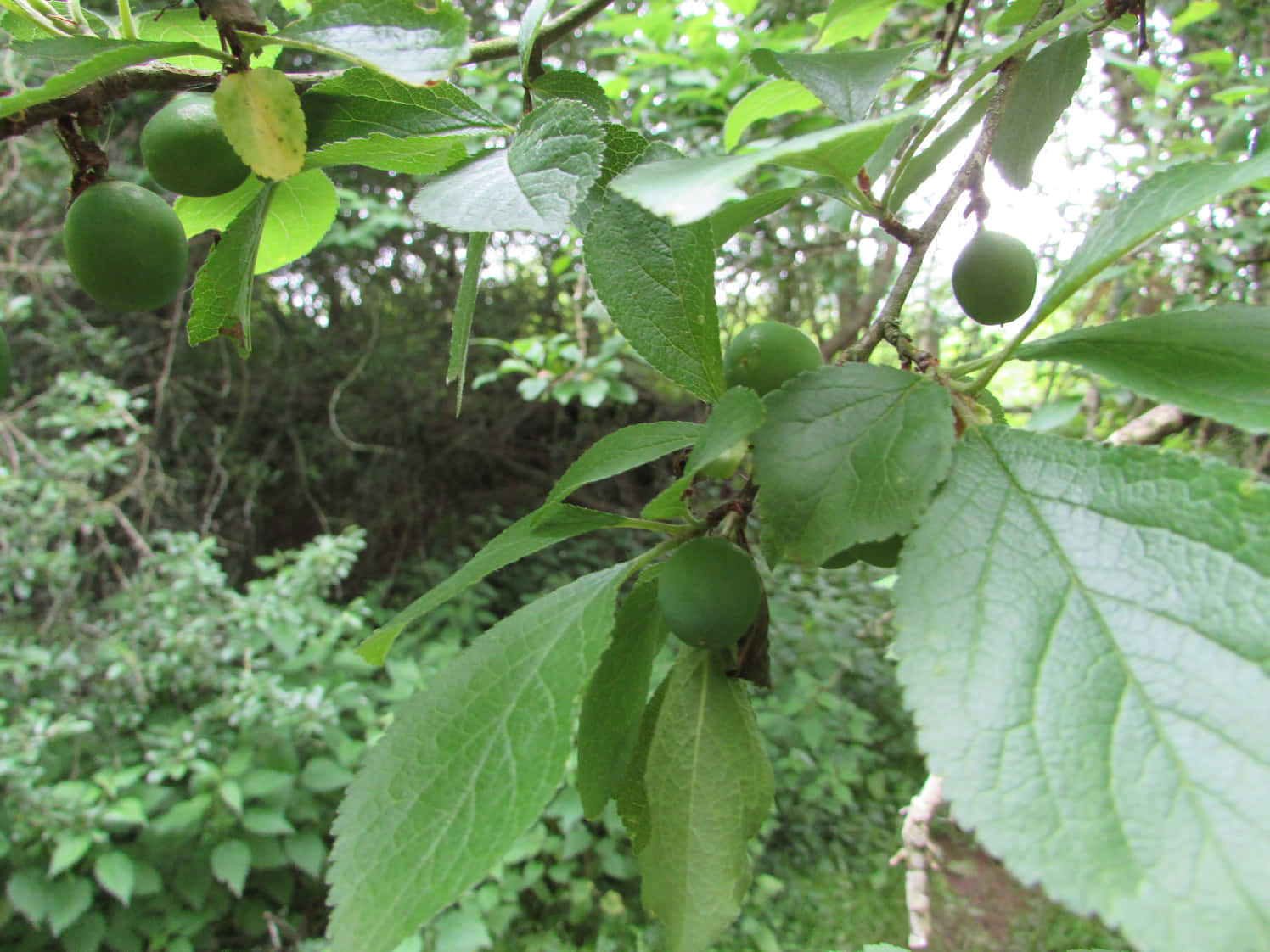 wild unripe damson plums, branch, leafy branch, HD Desktop Wallpaper