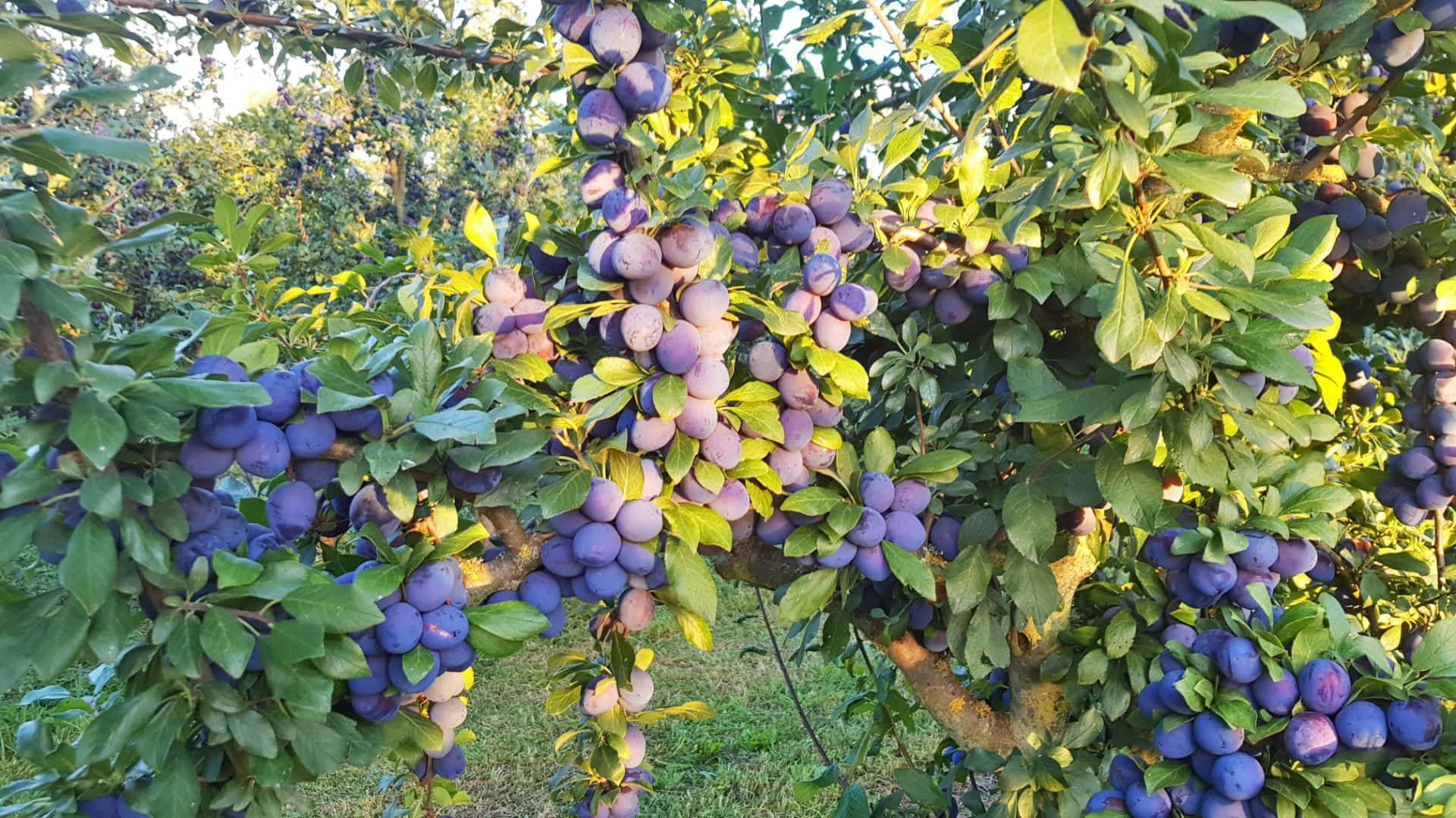 damson plums, sunlight effect, sunlit tree branch, Full HD Desktop Wallpaper