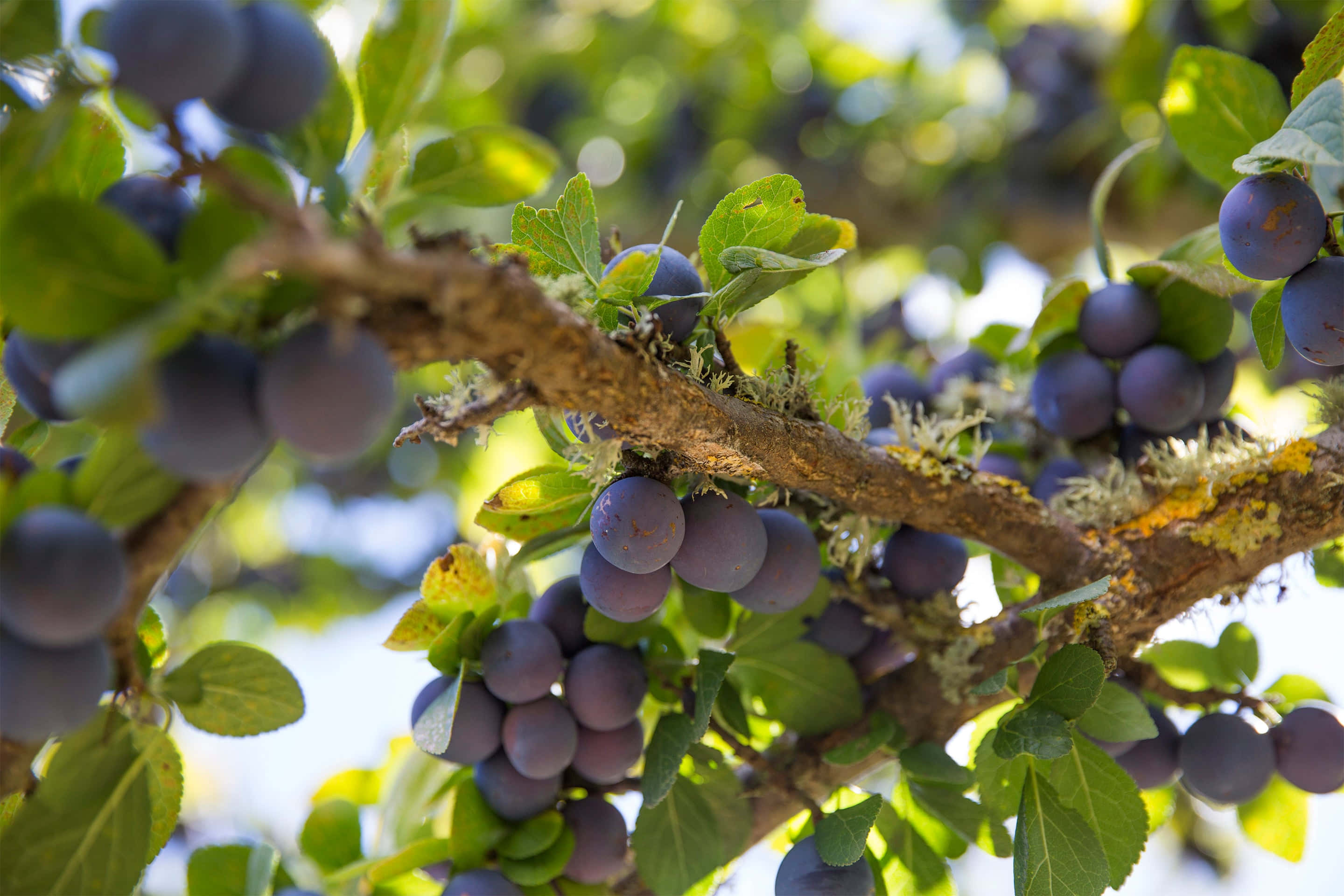 damson plums, thick branch, sunlit branch, 2K Desktop Wallpaper