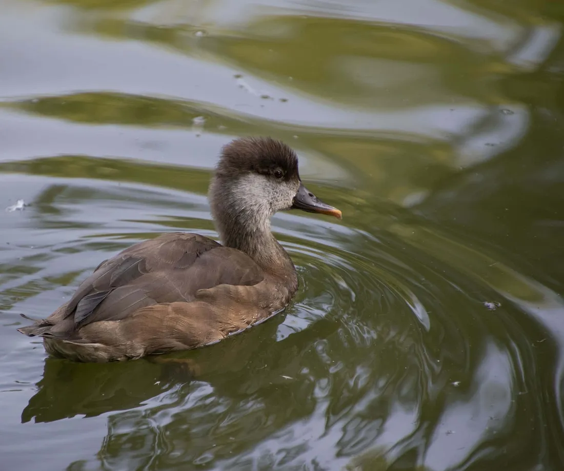 Pochard