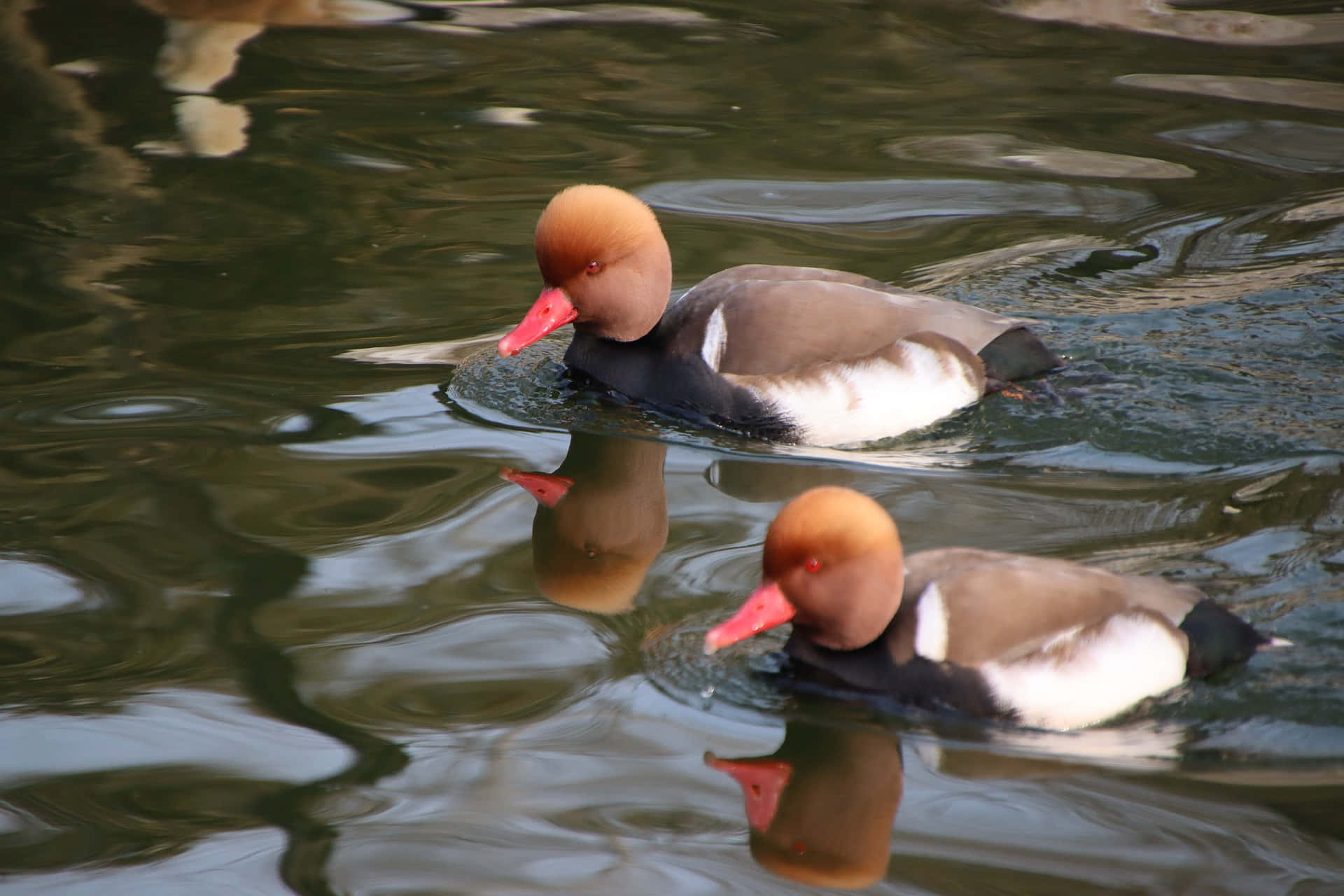 red-crested pochards, water, rippling water, Full HD Desktop Wallpaper