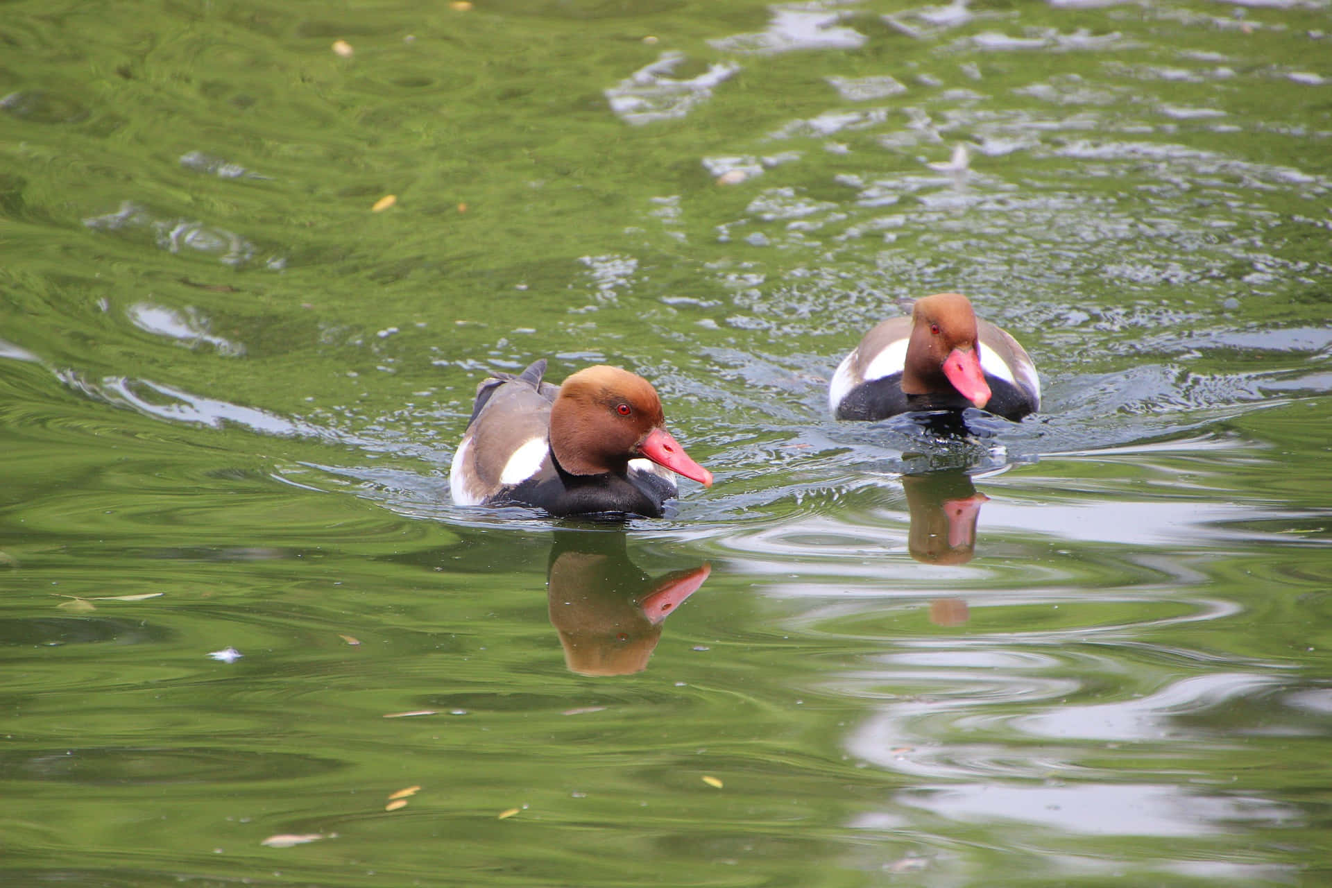 redcrested pochards, serene lake, rippling green water, Full HD Desktop Wallpaper