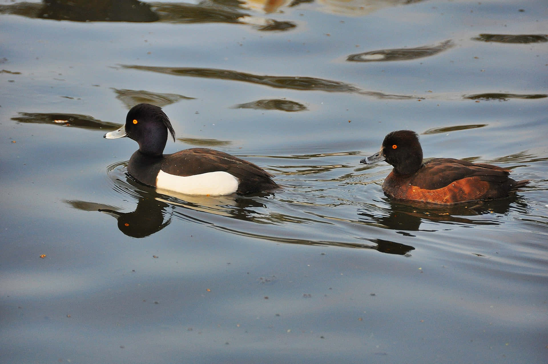 Pochard, ducks, rippling water, Full HD Desktop Wallpaper