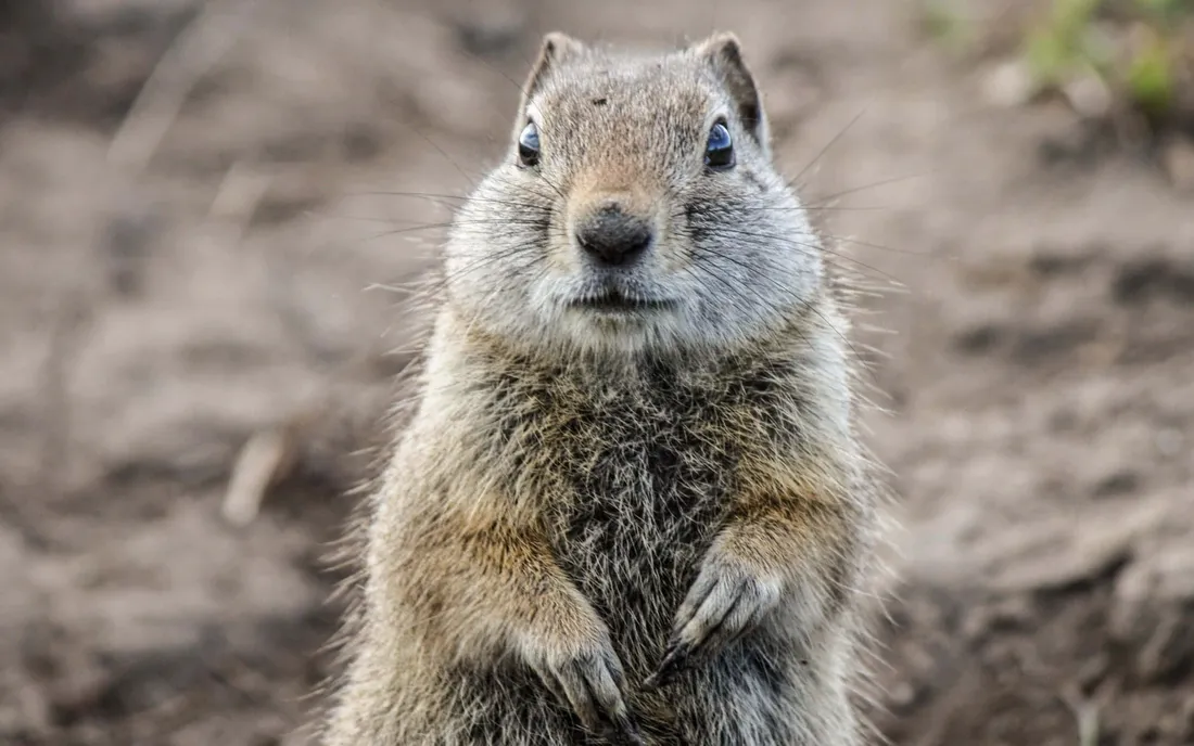 Pocket Gopher