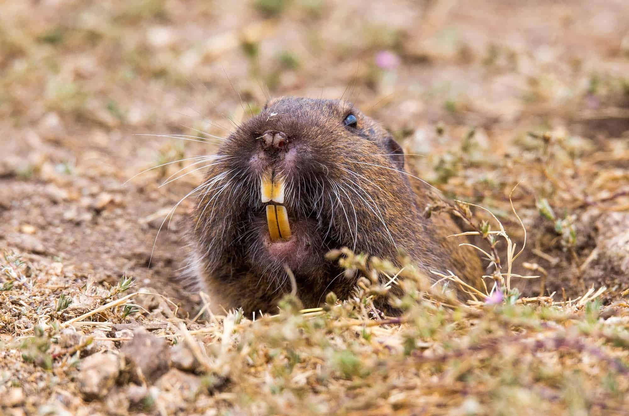 Pocket Gopher, burrow, yellow teeth, Full HD Desktop Wallpaper