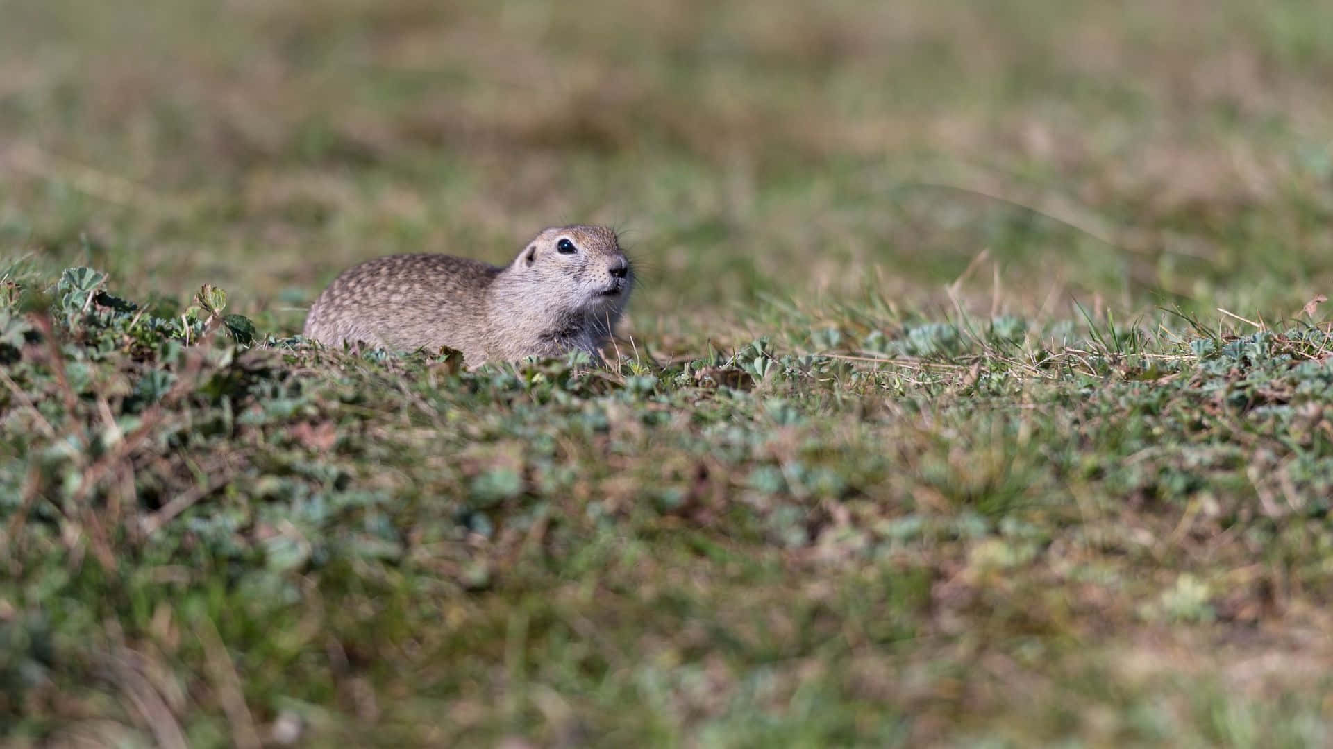 Pocket Gopher, grassy field, sunlit meadow, Full HD Desktop Wallpaper