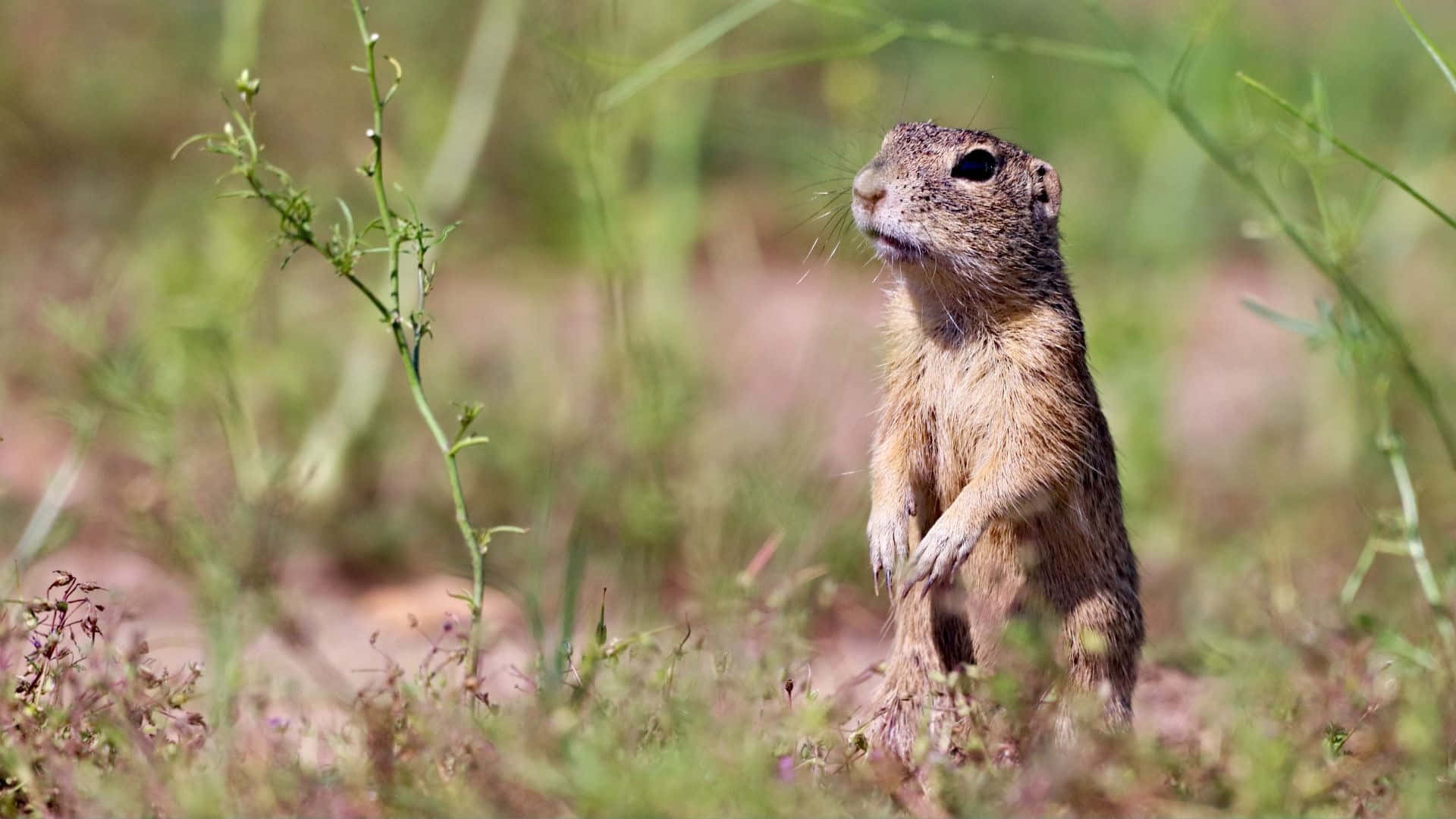 Pocket Gopher, sunlit field, green grass, Full HD Desktop Wallpaper