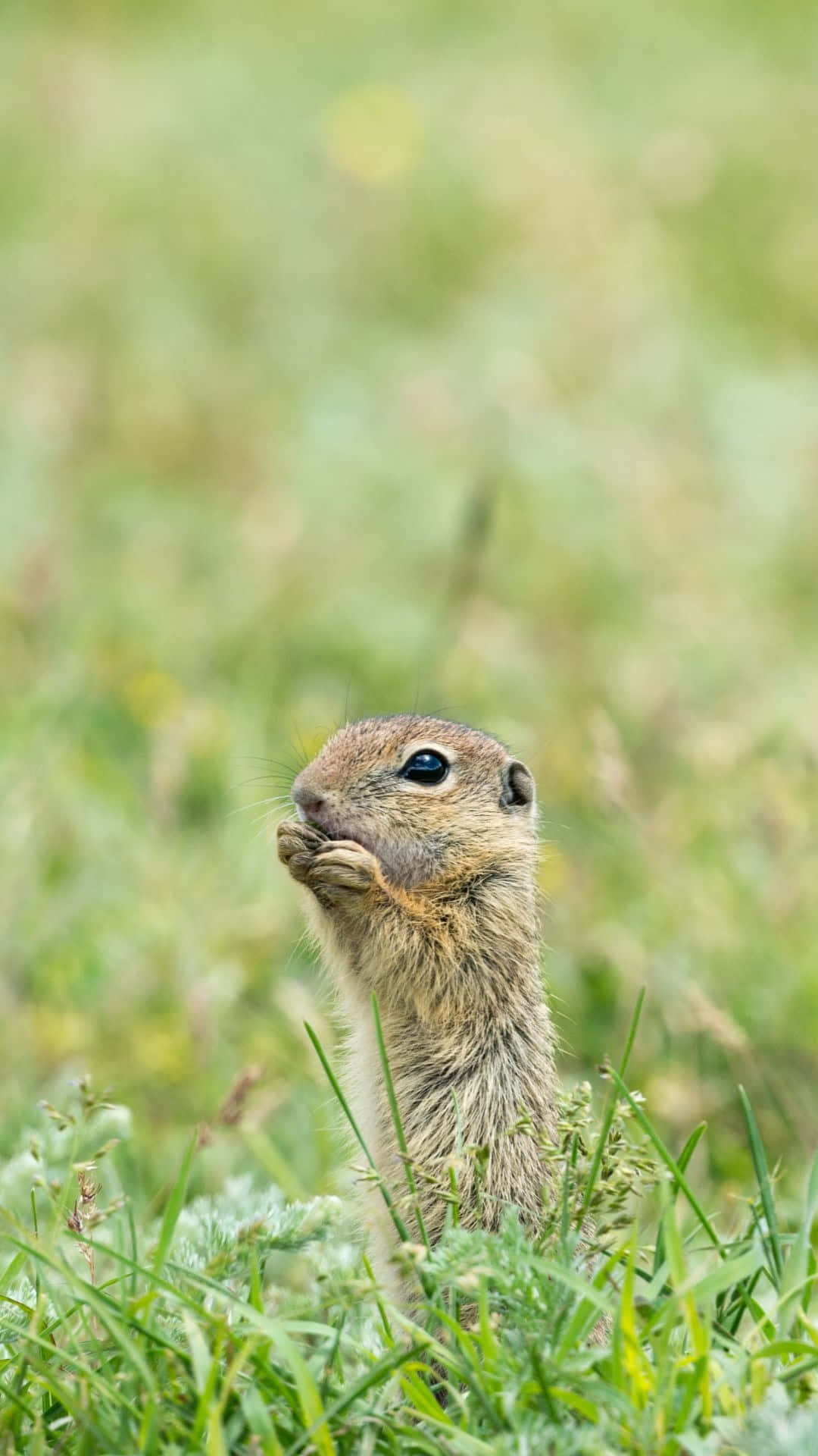 Pocket Gopher, vibrant green grass, ground squirrel, Full HD Phone Wallpaper