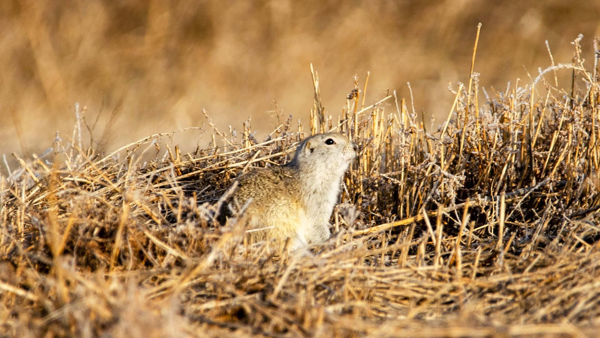 Pocket Gopher, burrow, dry golden grass, Full HD Desktop Wallpaper