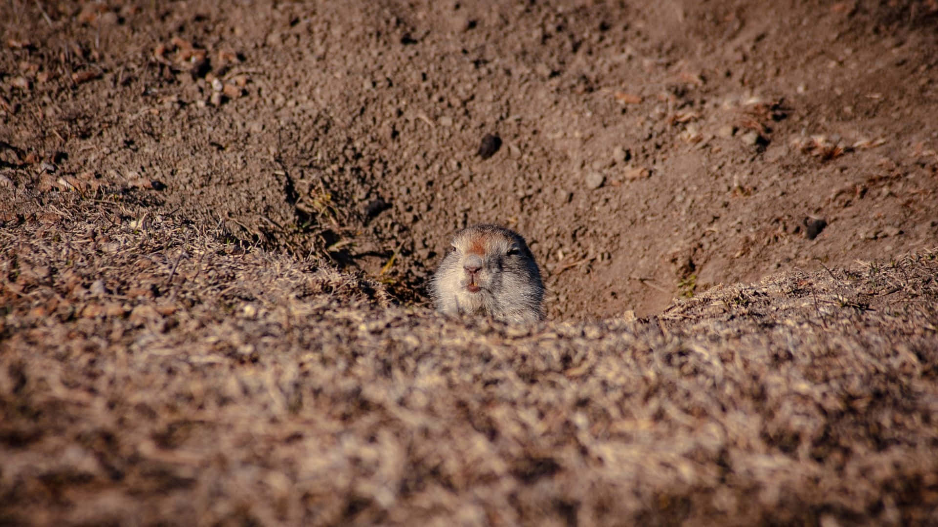 Pocket Gopher, burrow, dry earth, Full HD Desktop Wallpaper