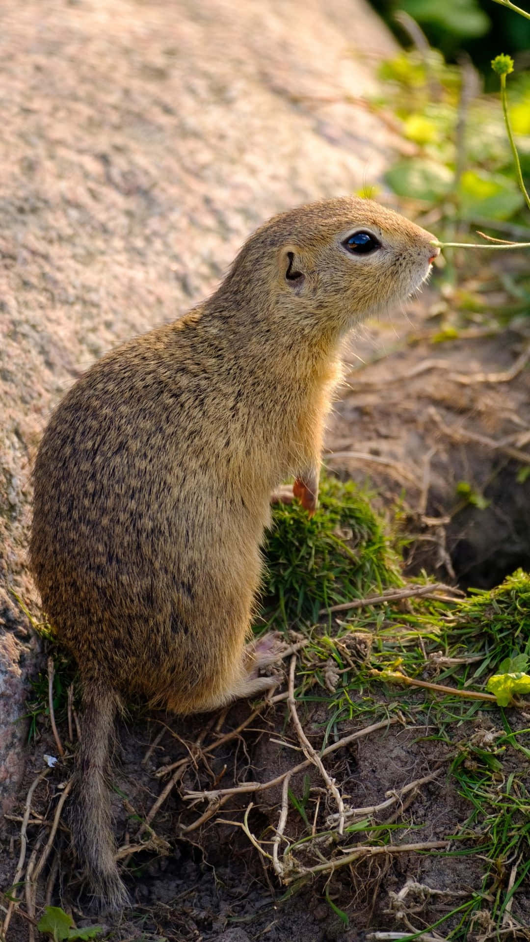 Pocket Gopher, burrow entrance, mossy earth, Full HD Phone Wallpaper