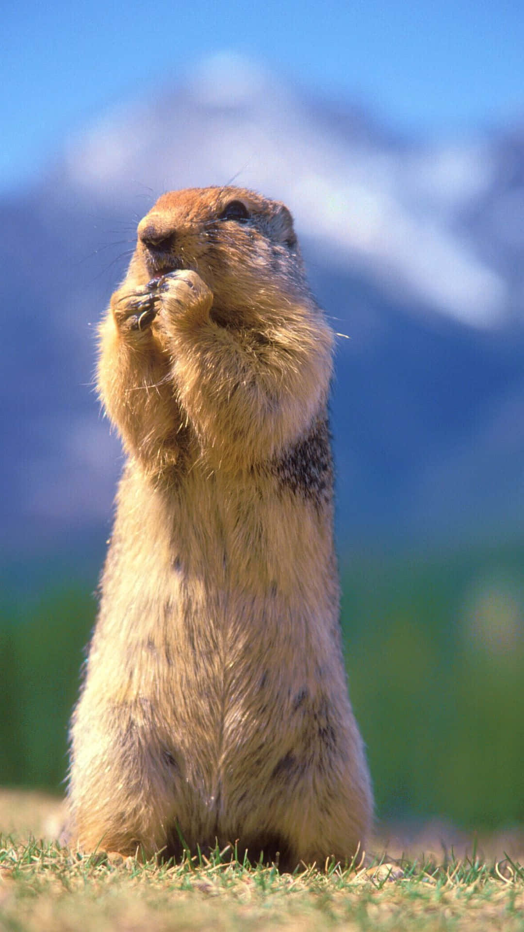Pocket Gopher, grassy terrain, snowy mountains, Full HD Phone Wallpaper