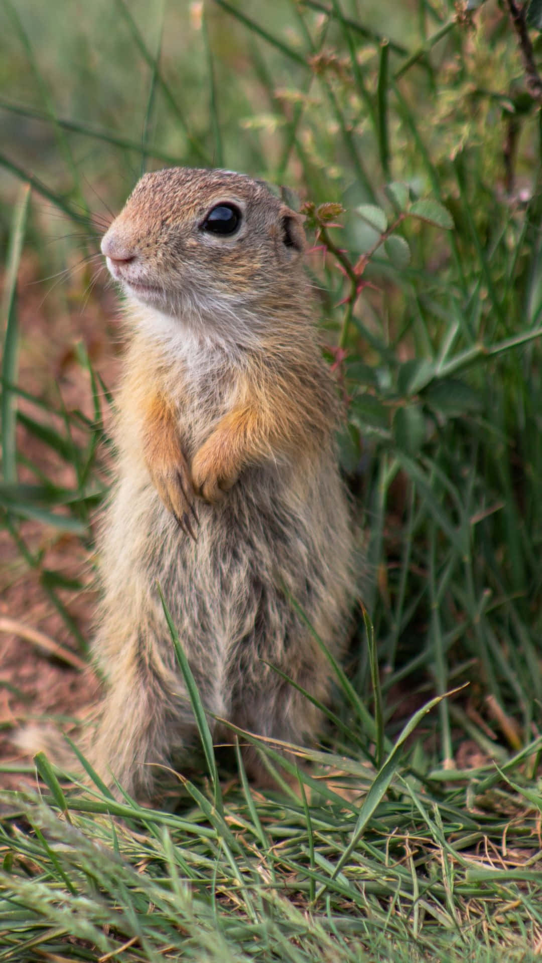 Pocket Gopher, grass, tall green grass, Full HD Phone Wallpaper
