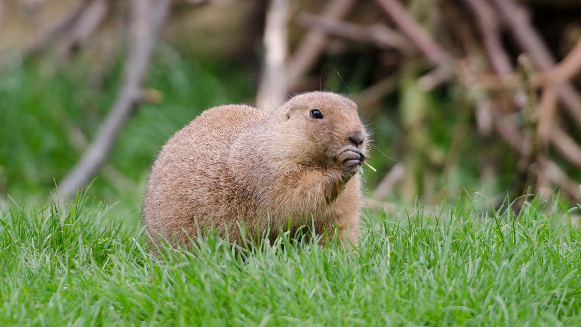Pocket Gopher, grassy field, fluffy brown prairie dog, Full HD Desktop Wallpaper